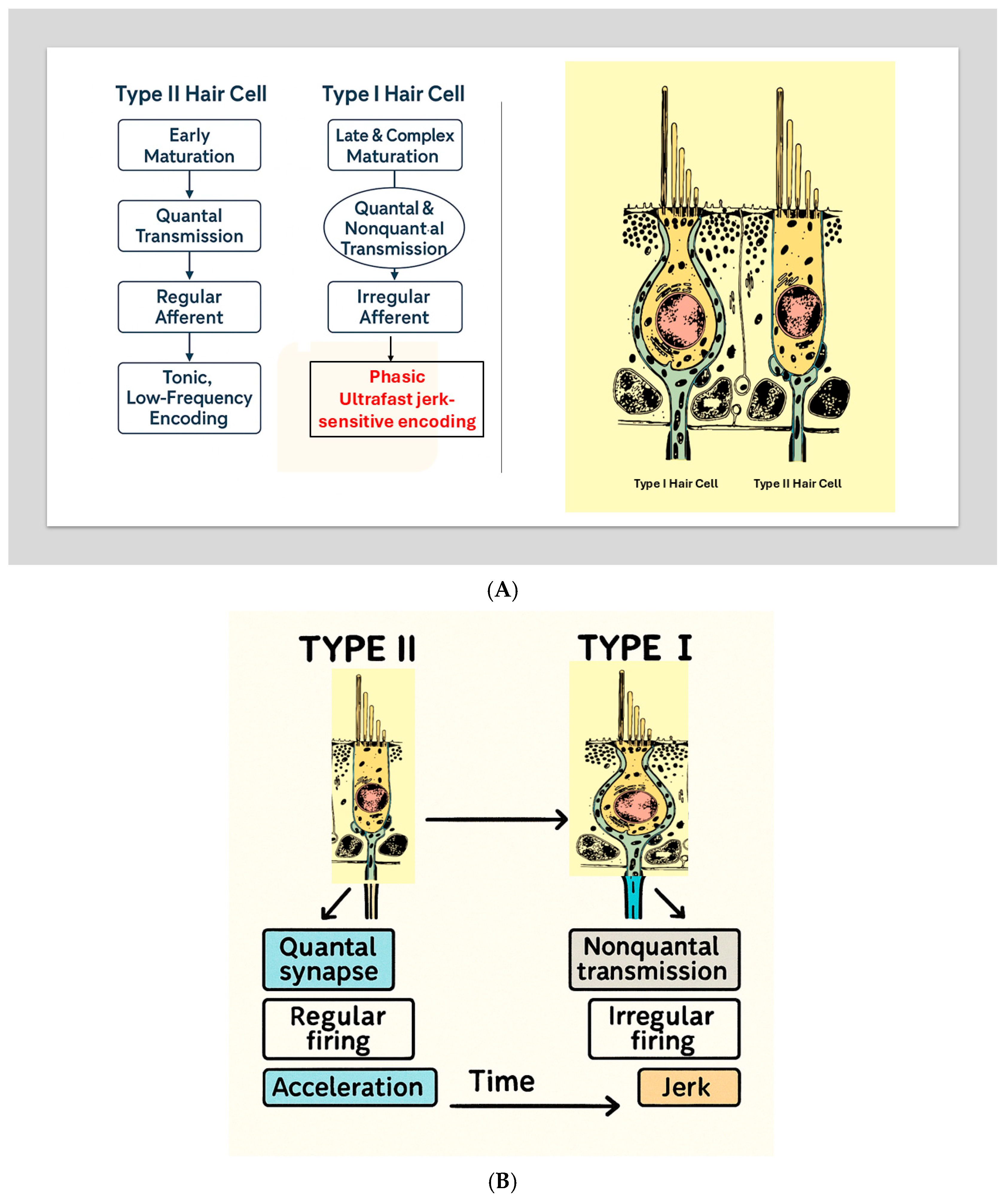 Audiolres 16 00021 g002 Audiolres 16 00021 g002