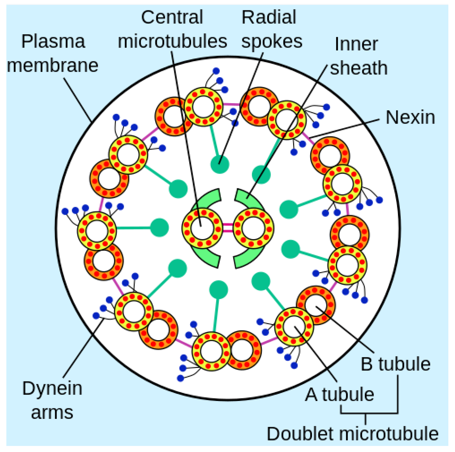 Axioms 12 01011 g001