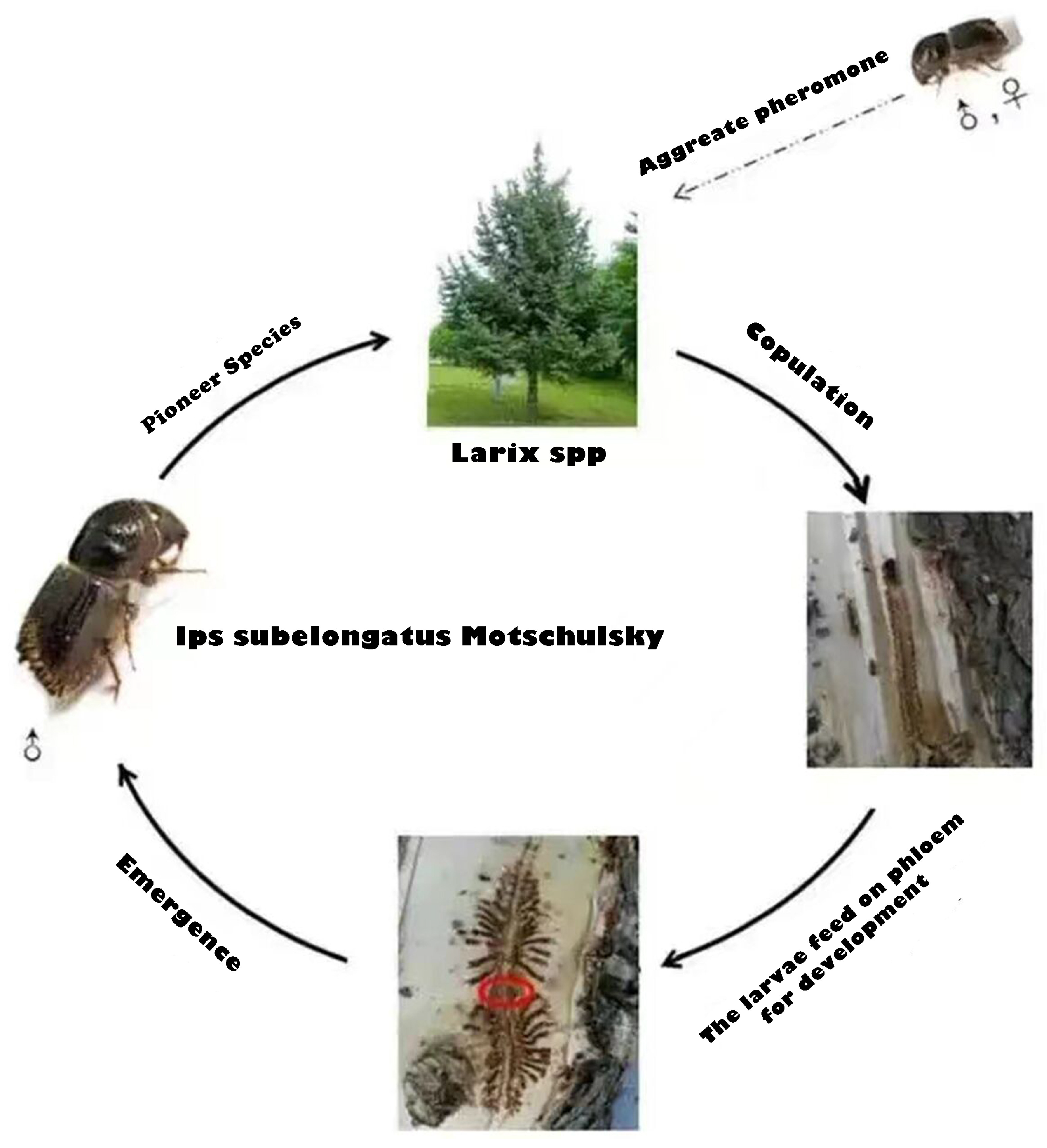 Axioms 13 00232 g001