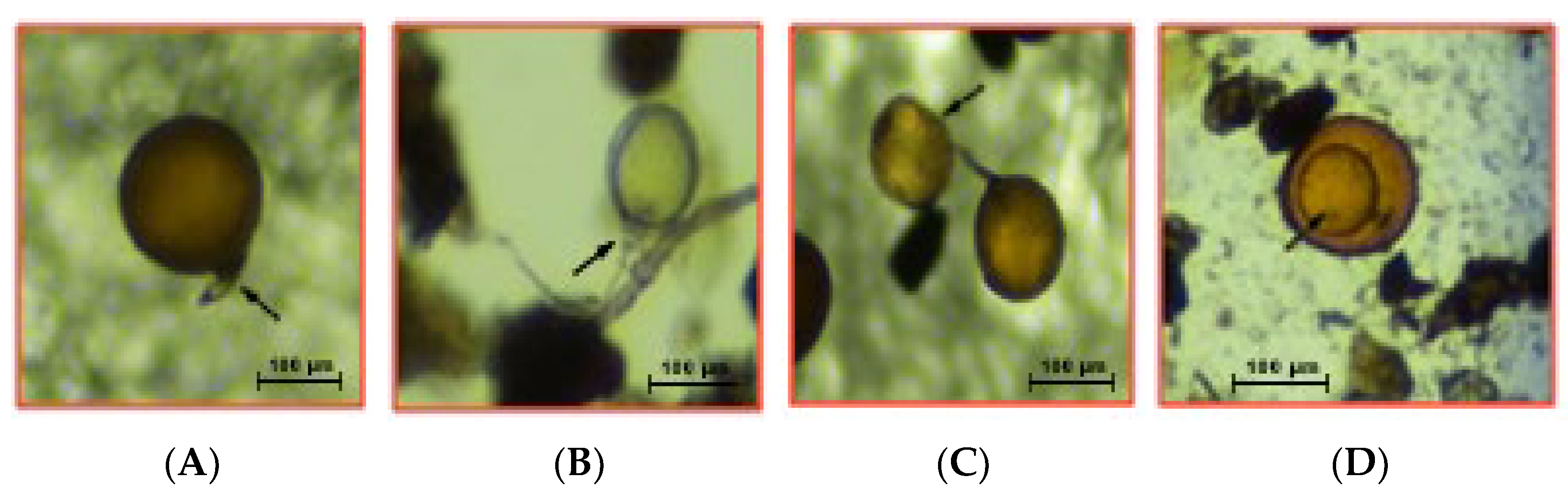 Bacteria 02 00006 g001