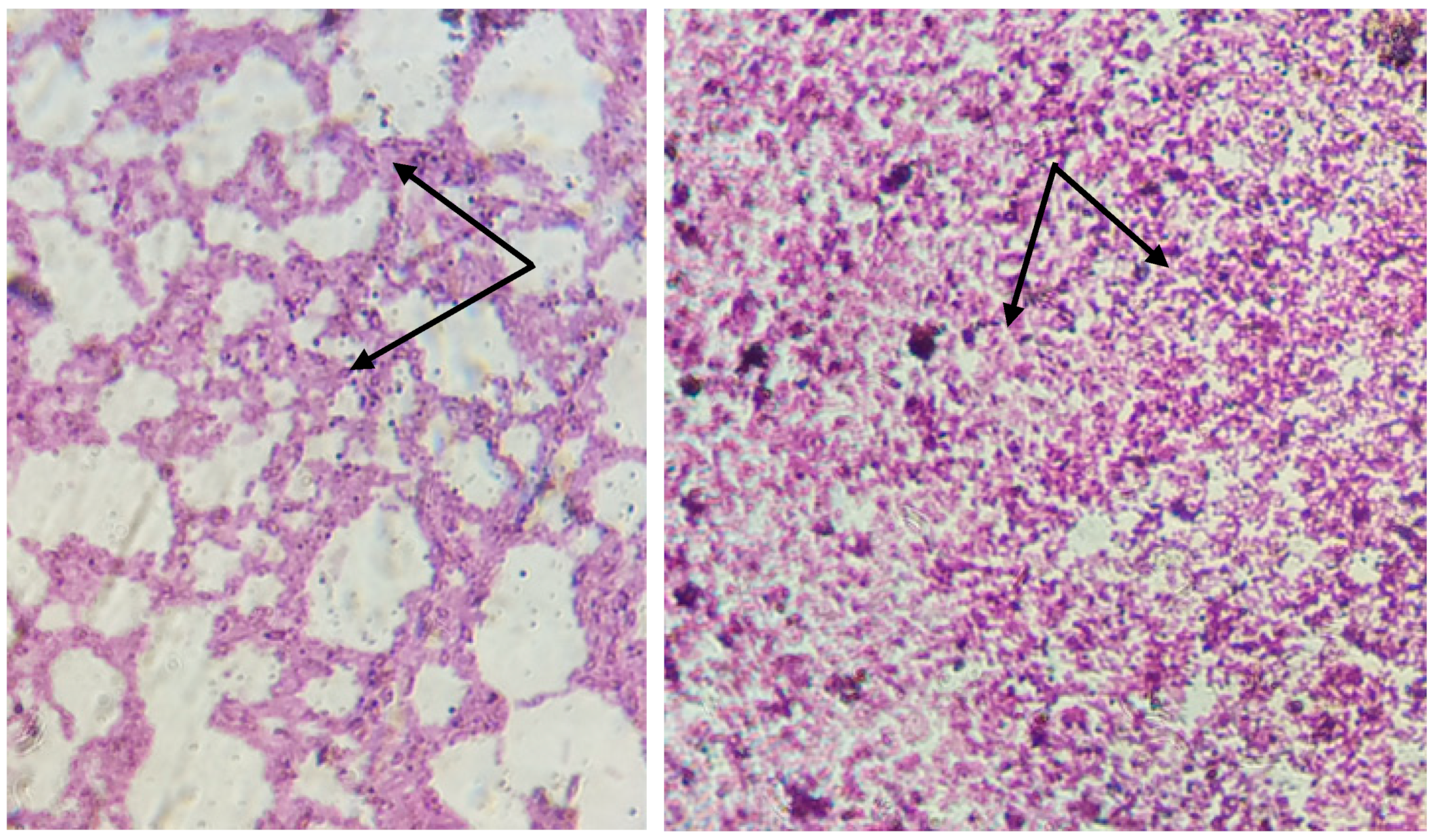 Bacteria 02 00007 g002 Bacteria 02 00007 g002