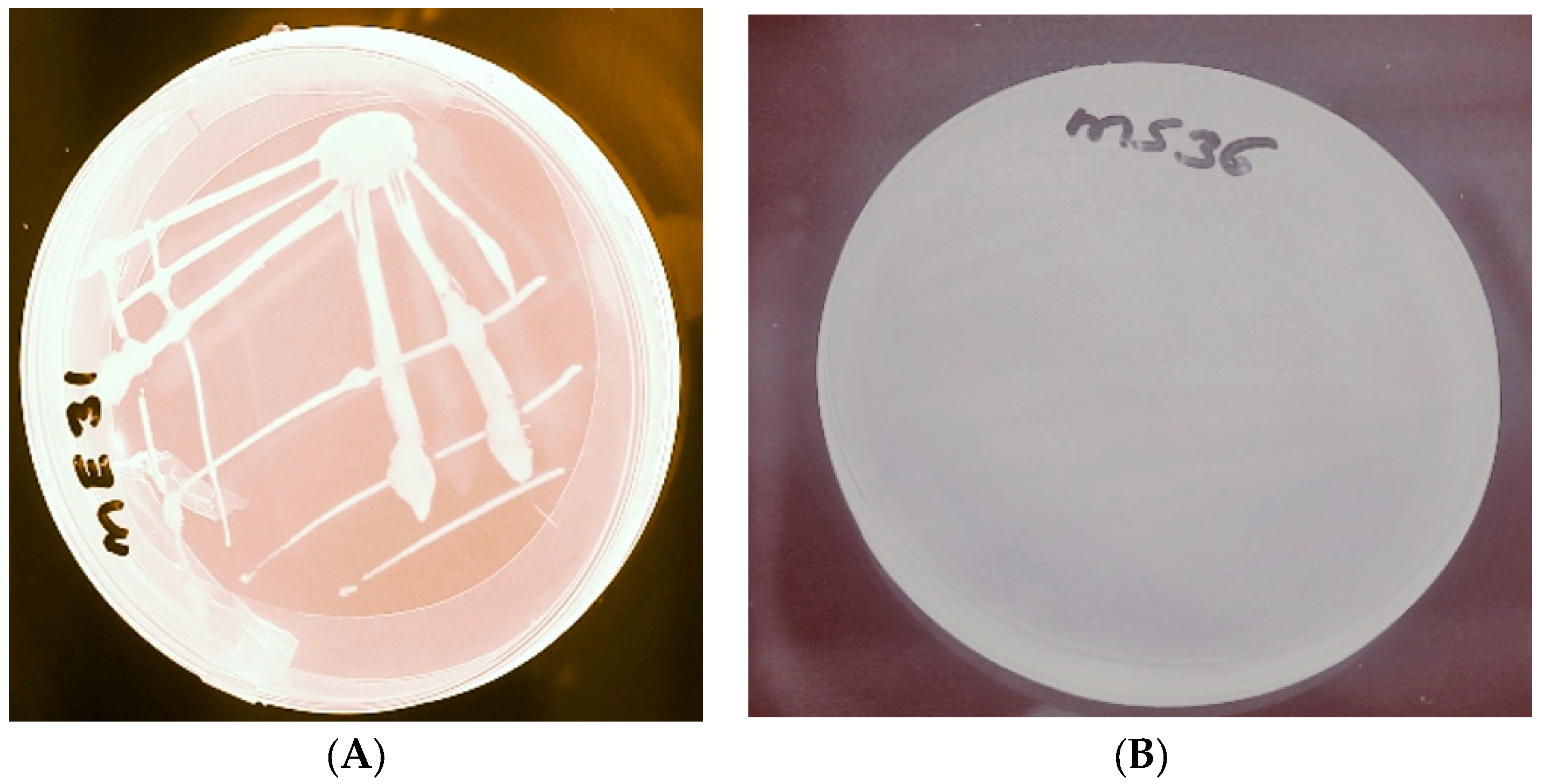 Bacteria 02 00007 g003 Bacteria 02 00007 g003