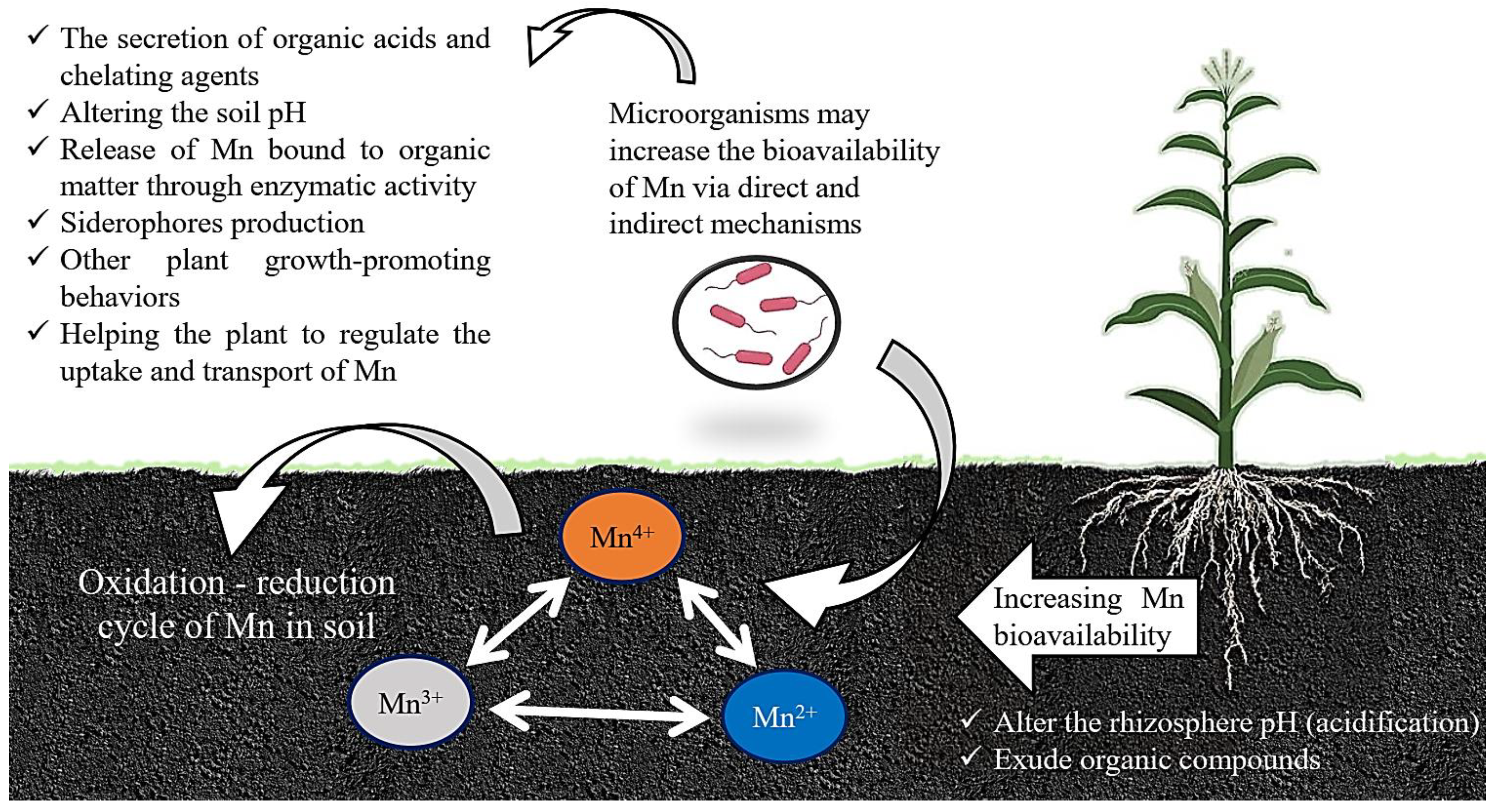 Bacteria 02 00010 g002