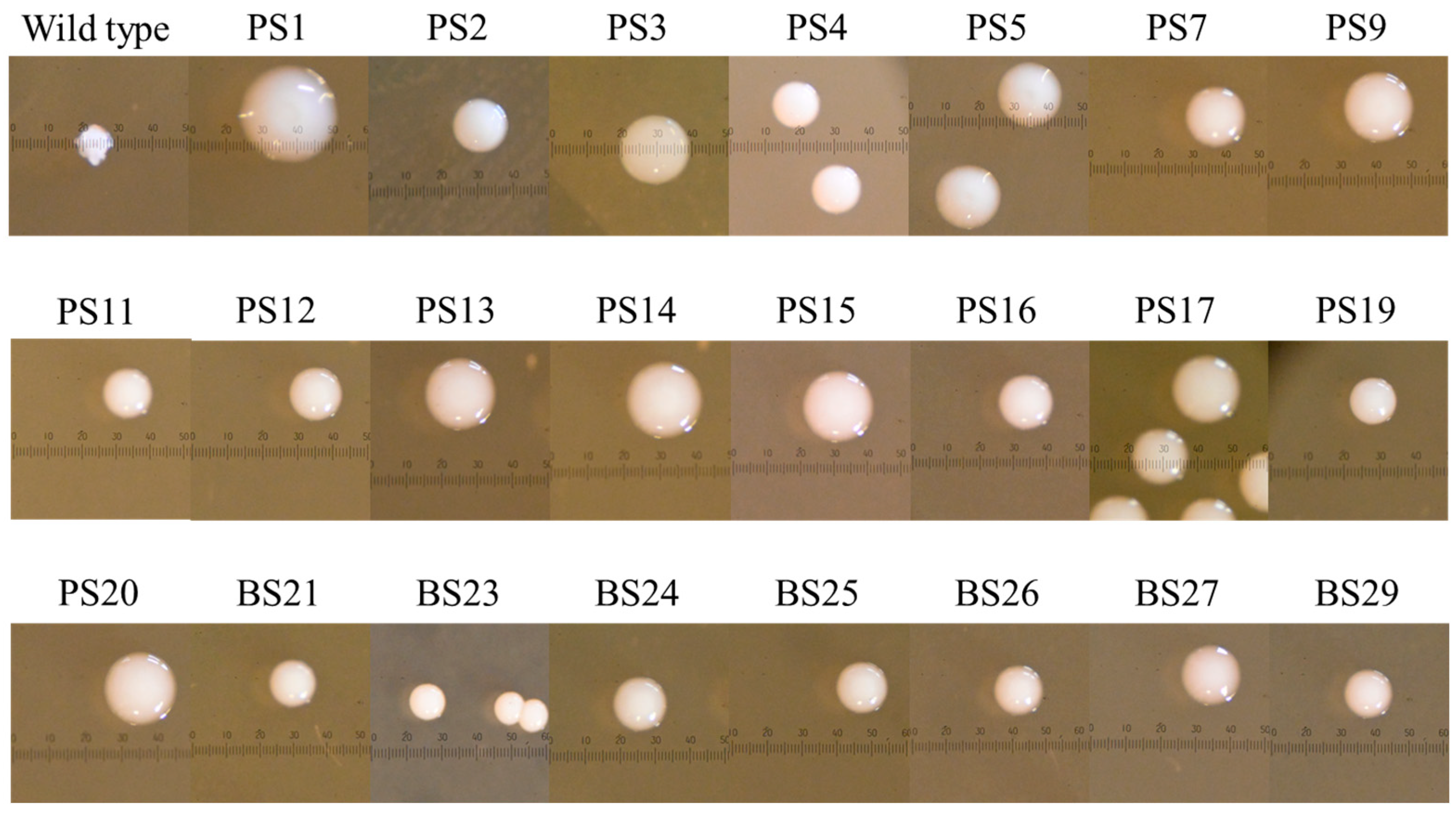 Bacteria 03 00025 g001