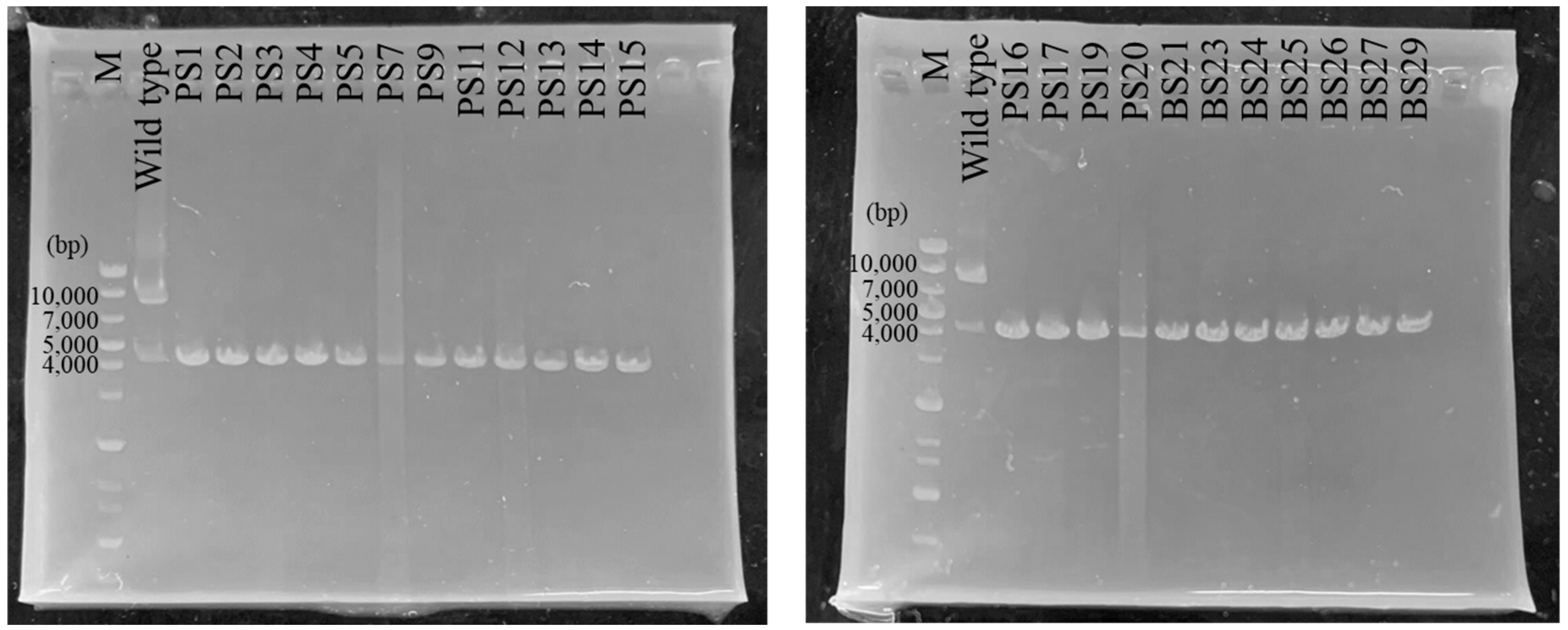 Bacteria 03 00025 g002