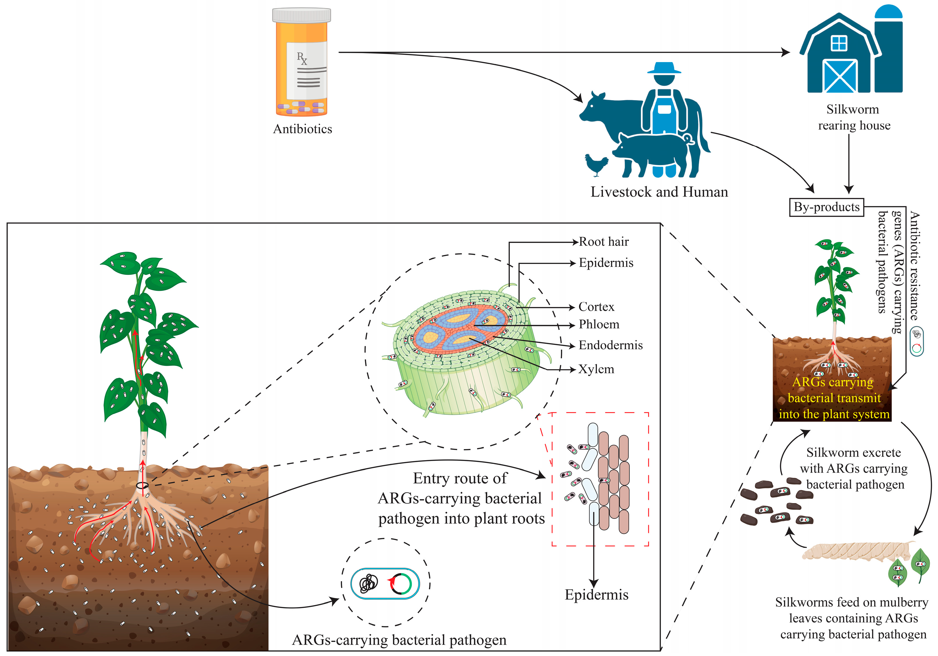 Bacteria 04 00002 g002 Bacteria 04 00002 g002