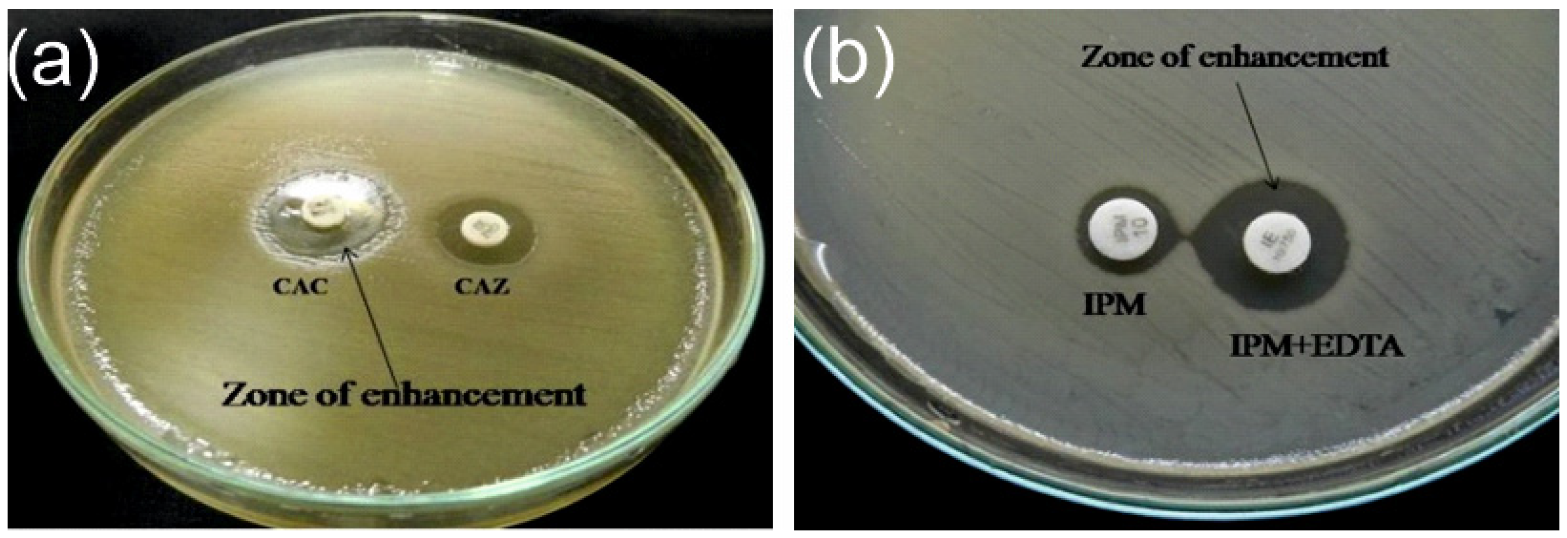 Bacteria 04 00024 g001