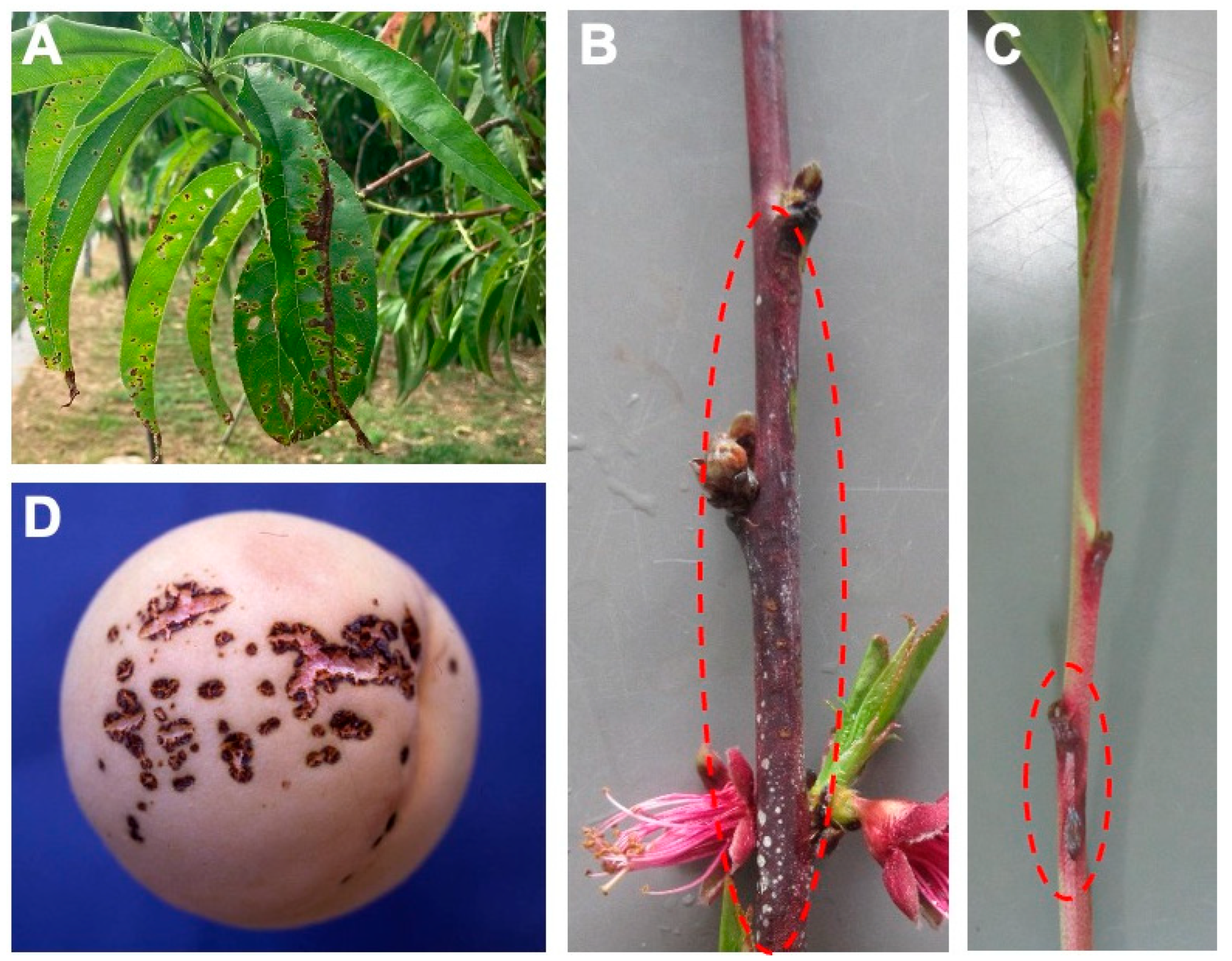 Bacteria 04 00027 g001