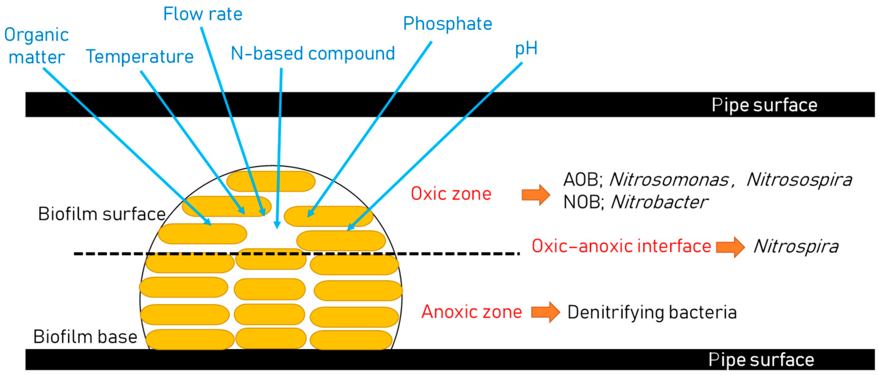 Bacteria 04 00033 g002