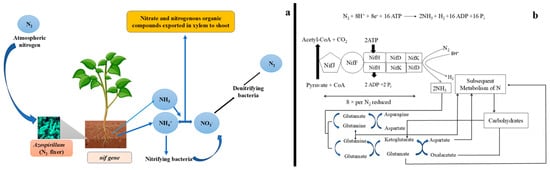 Bacteria 04 00036 g004