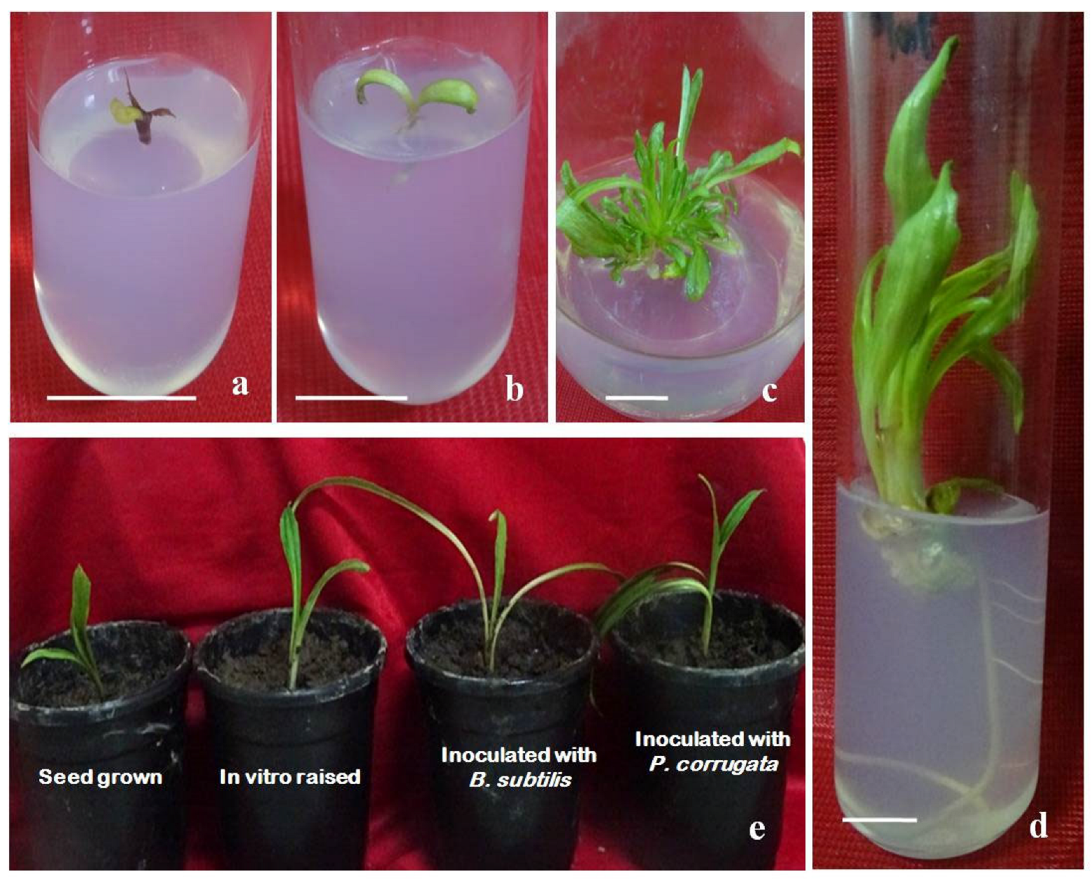 Bacteria 04 00038 g001