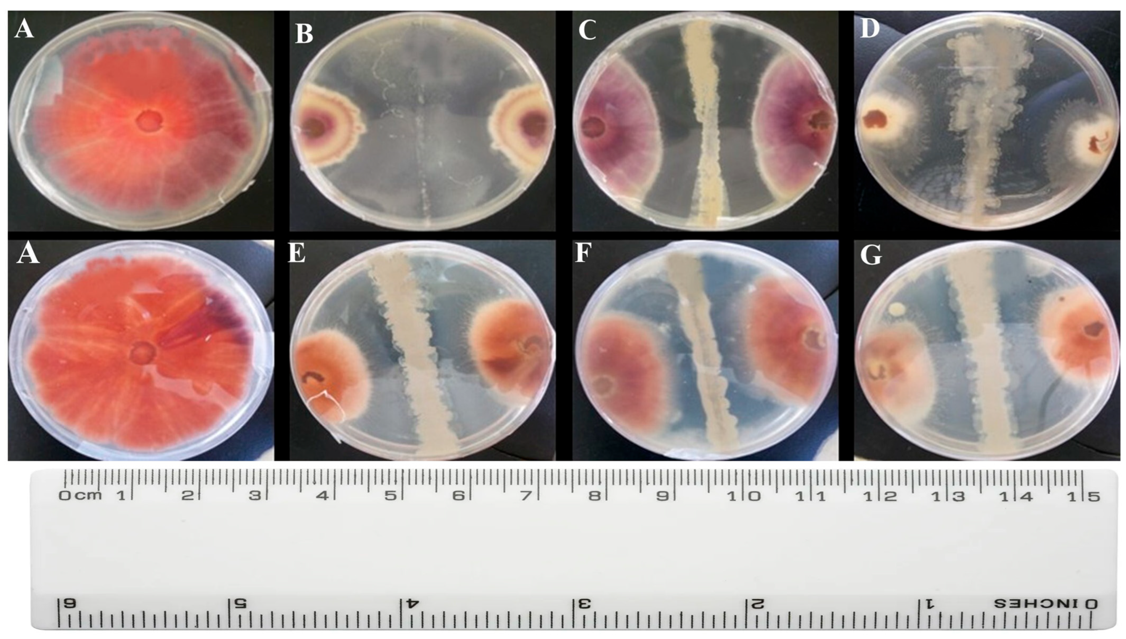 Bacteria 04 00039 g001