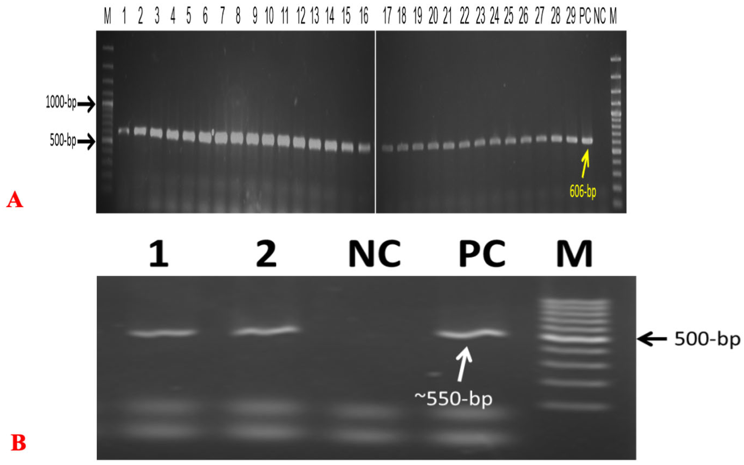 Bacteria 04 00040 g003 Bacteria 04 00040 g003