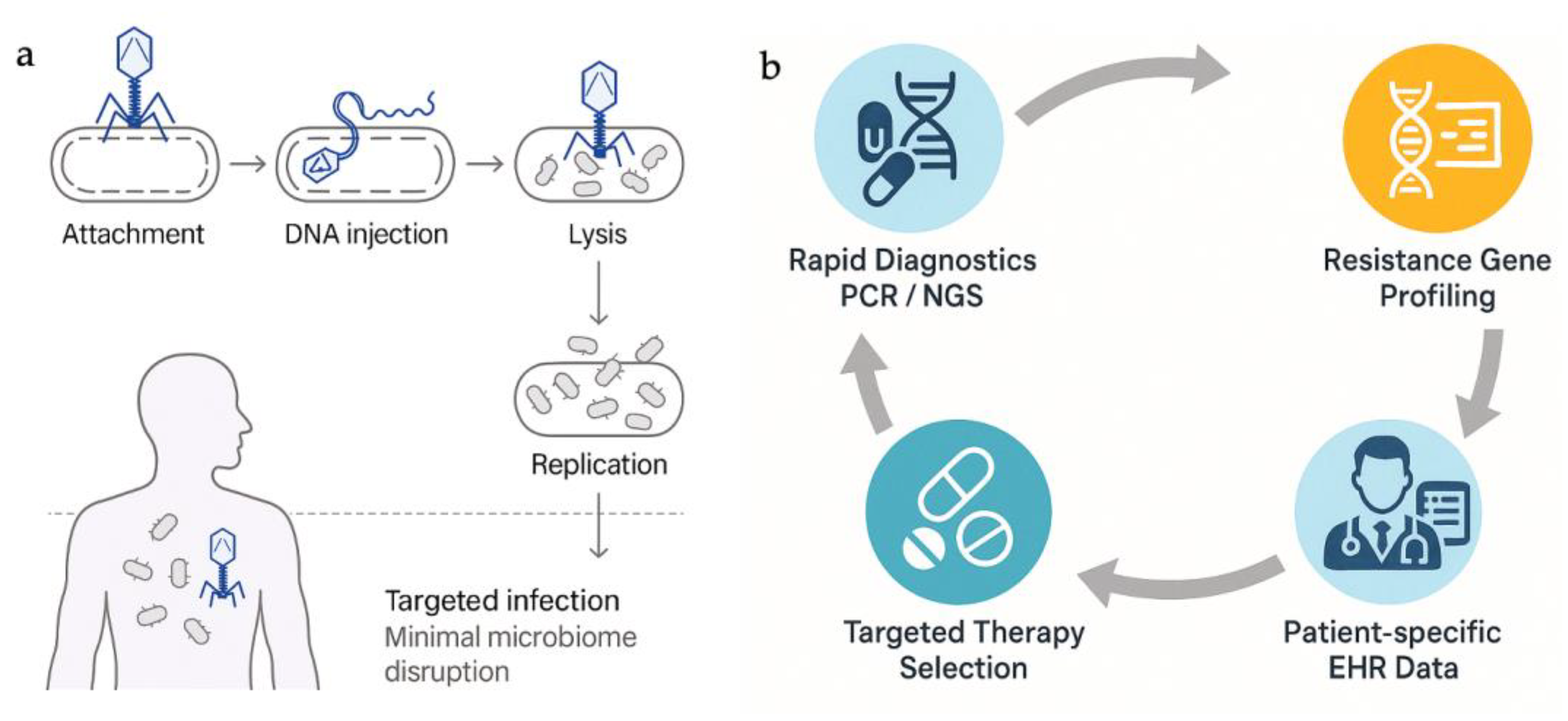 Bacteria 04 00046 g002