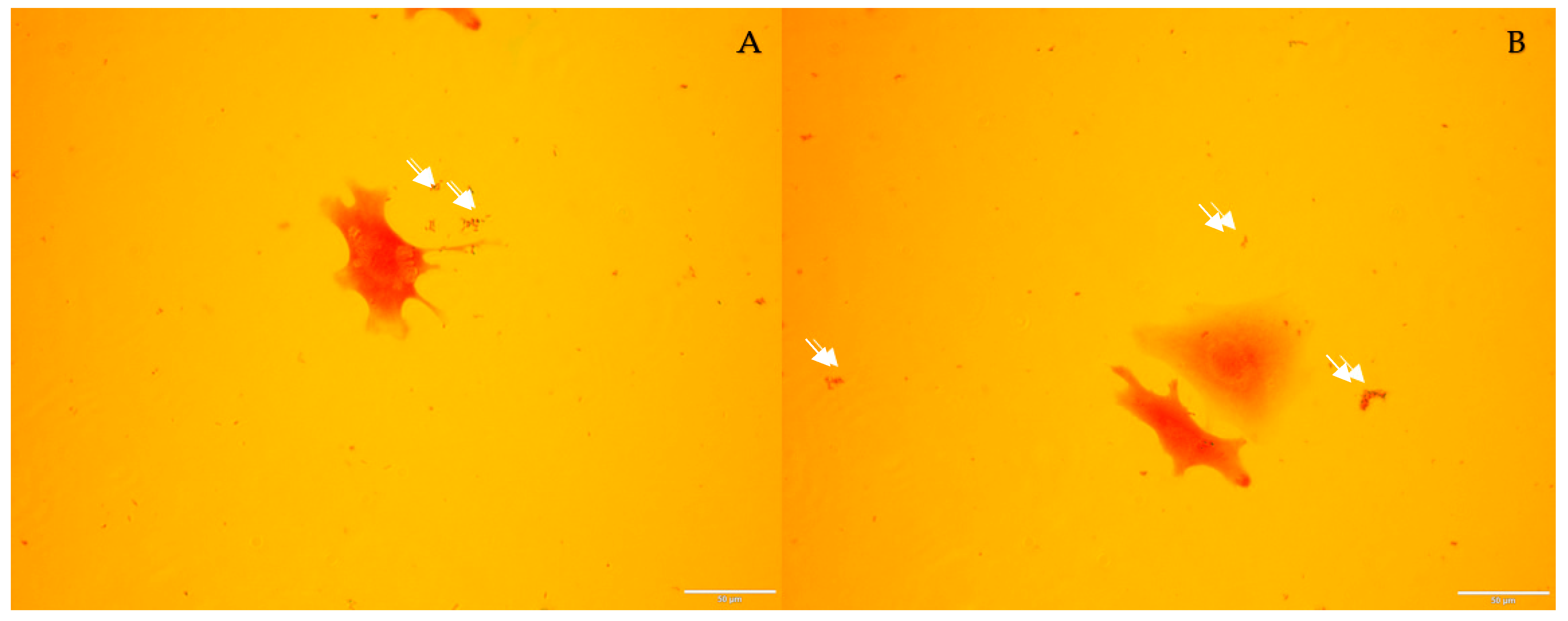 Bacteria 04 00058 g004