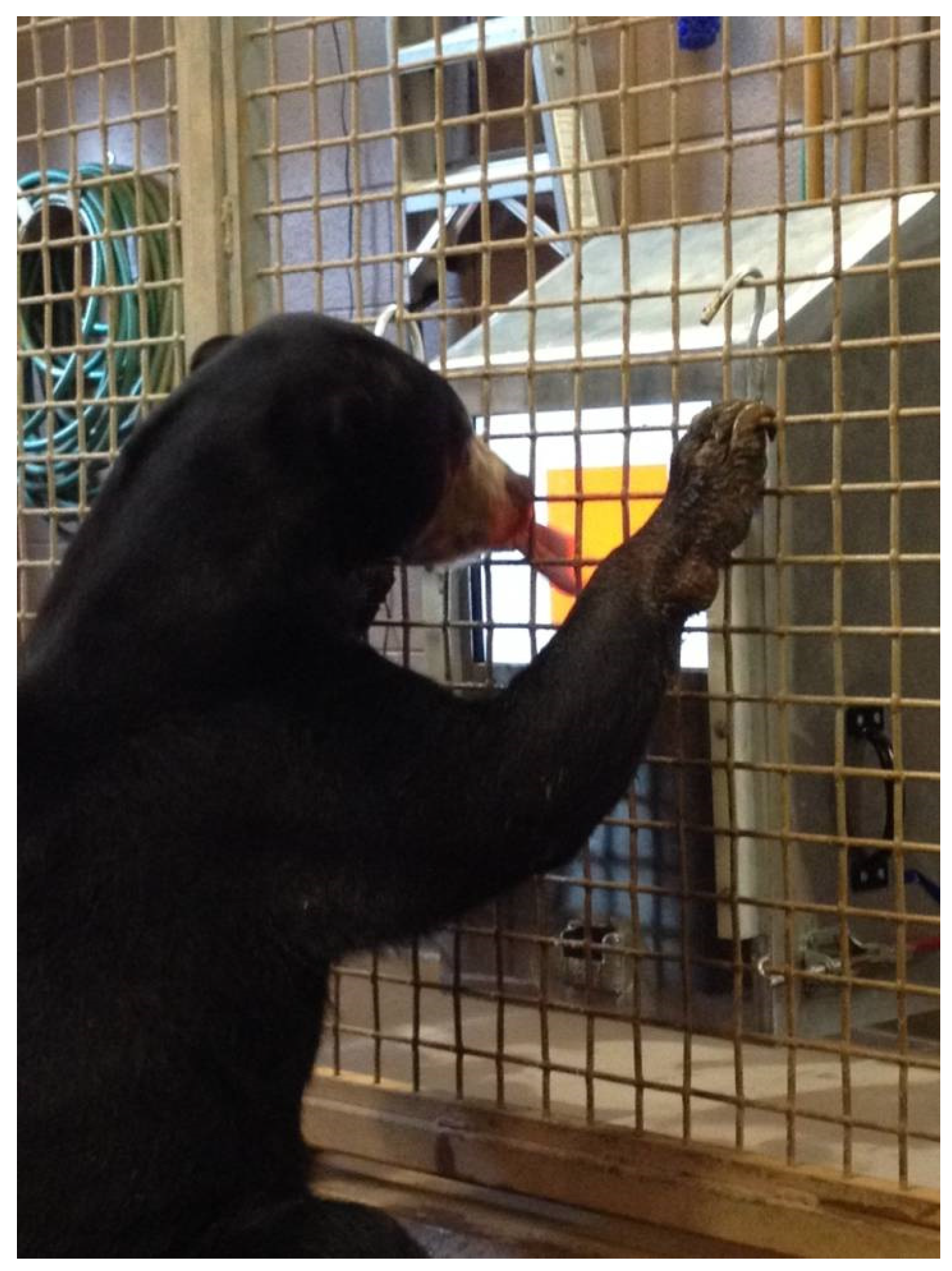 Behavsci 06 00019 g001