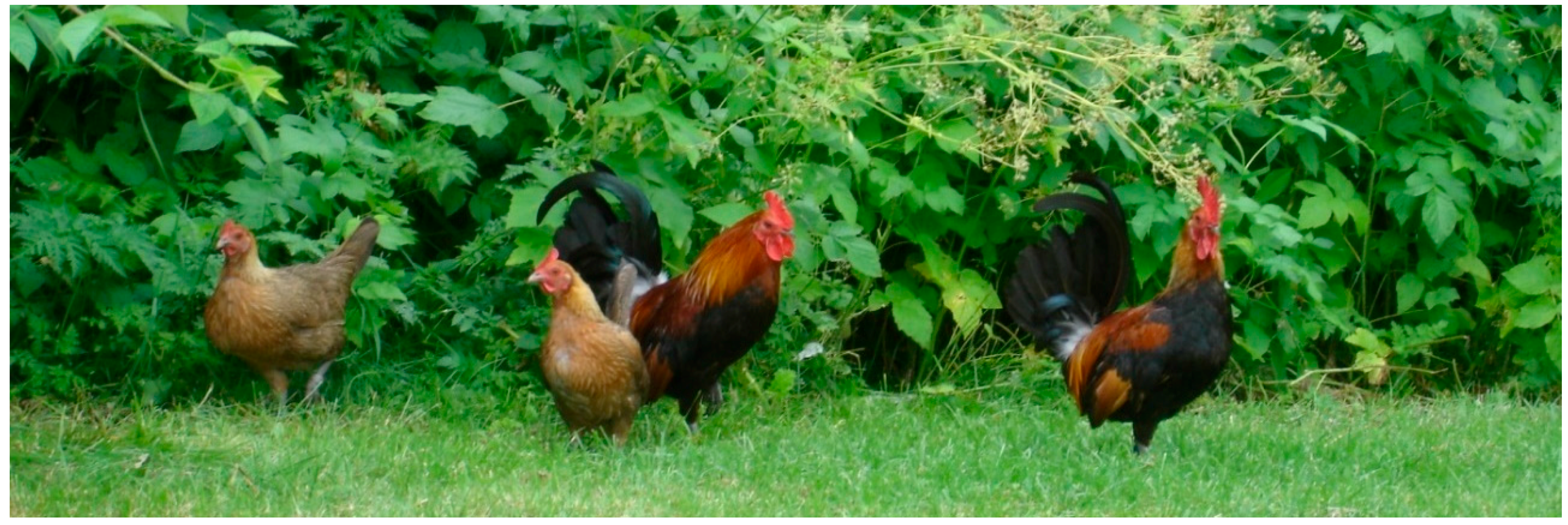 Behavsci 08 00013 g001 Behavsci 08 00013 g001