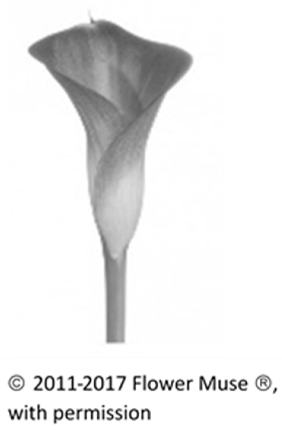 Behavsci 08 00032 g001