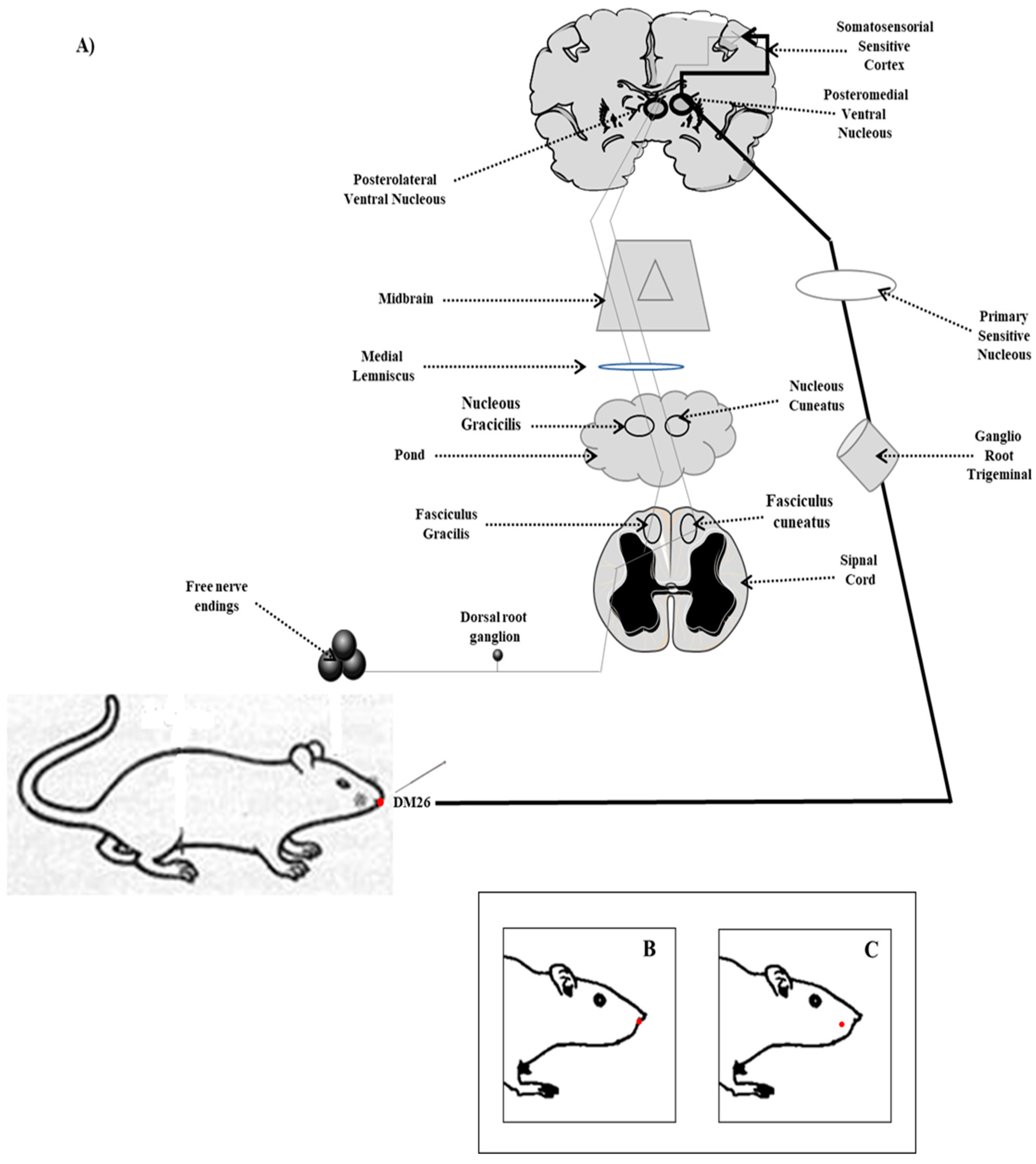 Behavsci 09 00068 g001