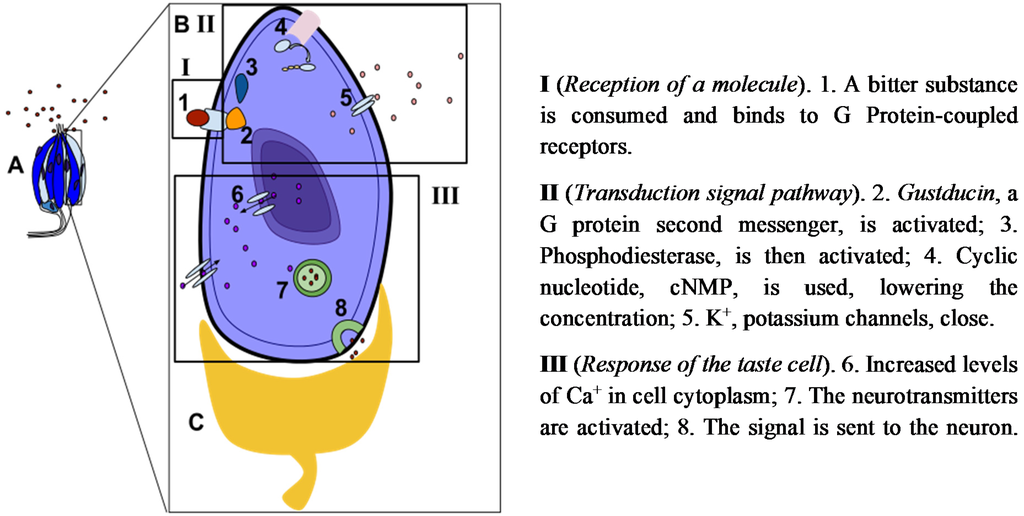 Beverages 01 00292 g003 1024