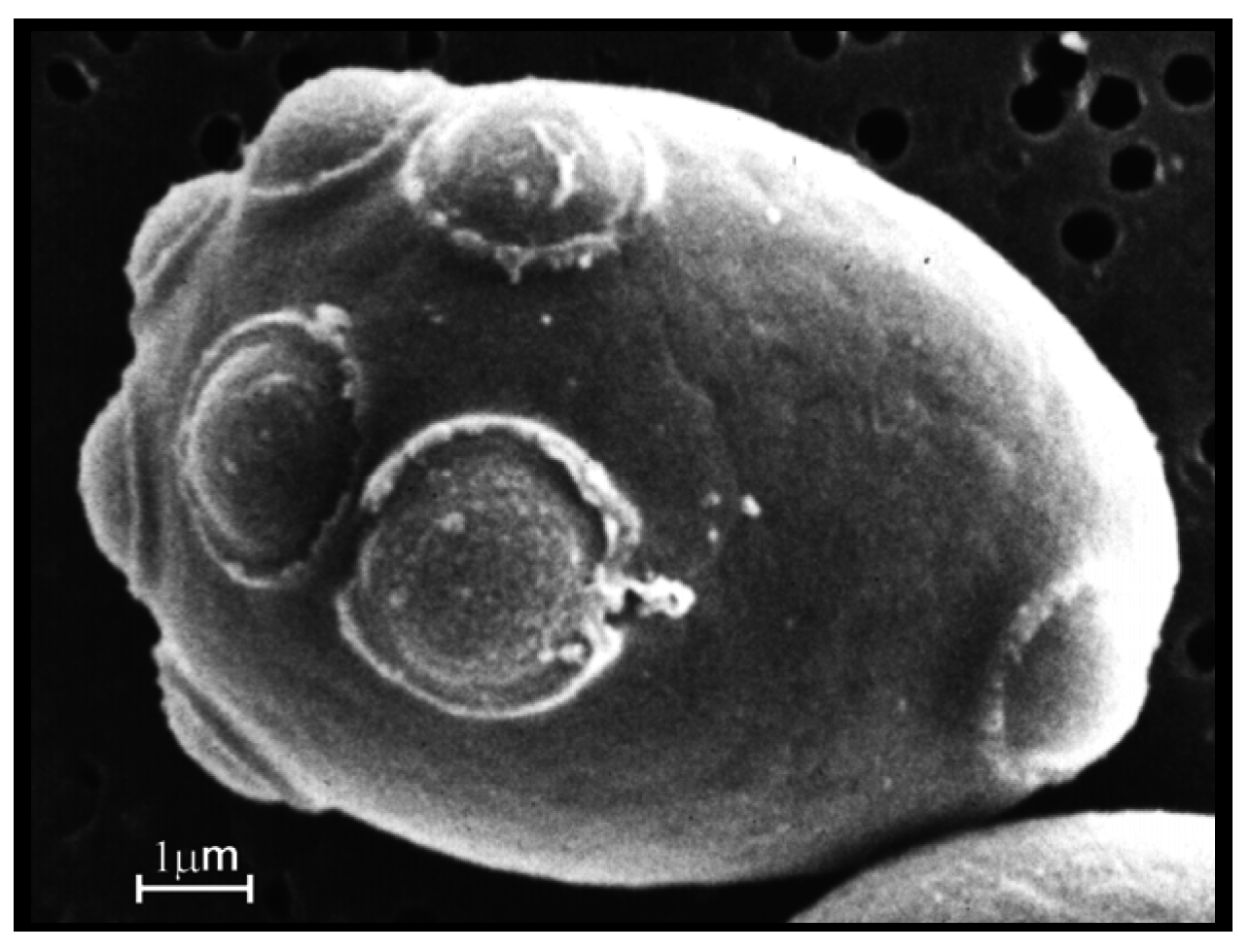 Beverages 02 00034 g001