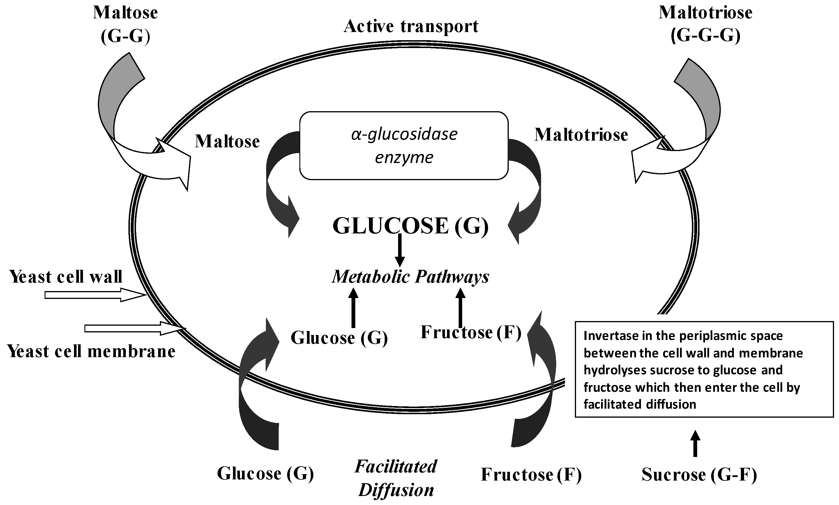 Beverages 02 00034 g006