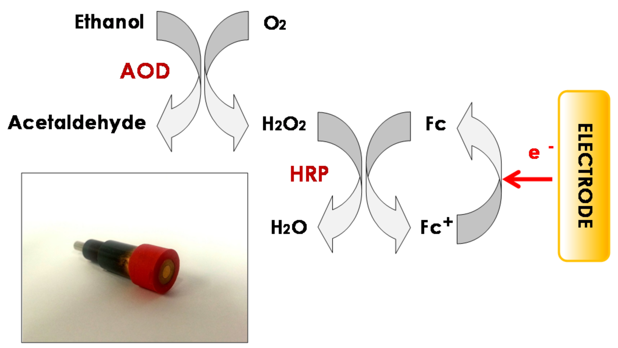 Beverages 03 00022 g001
