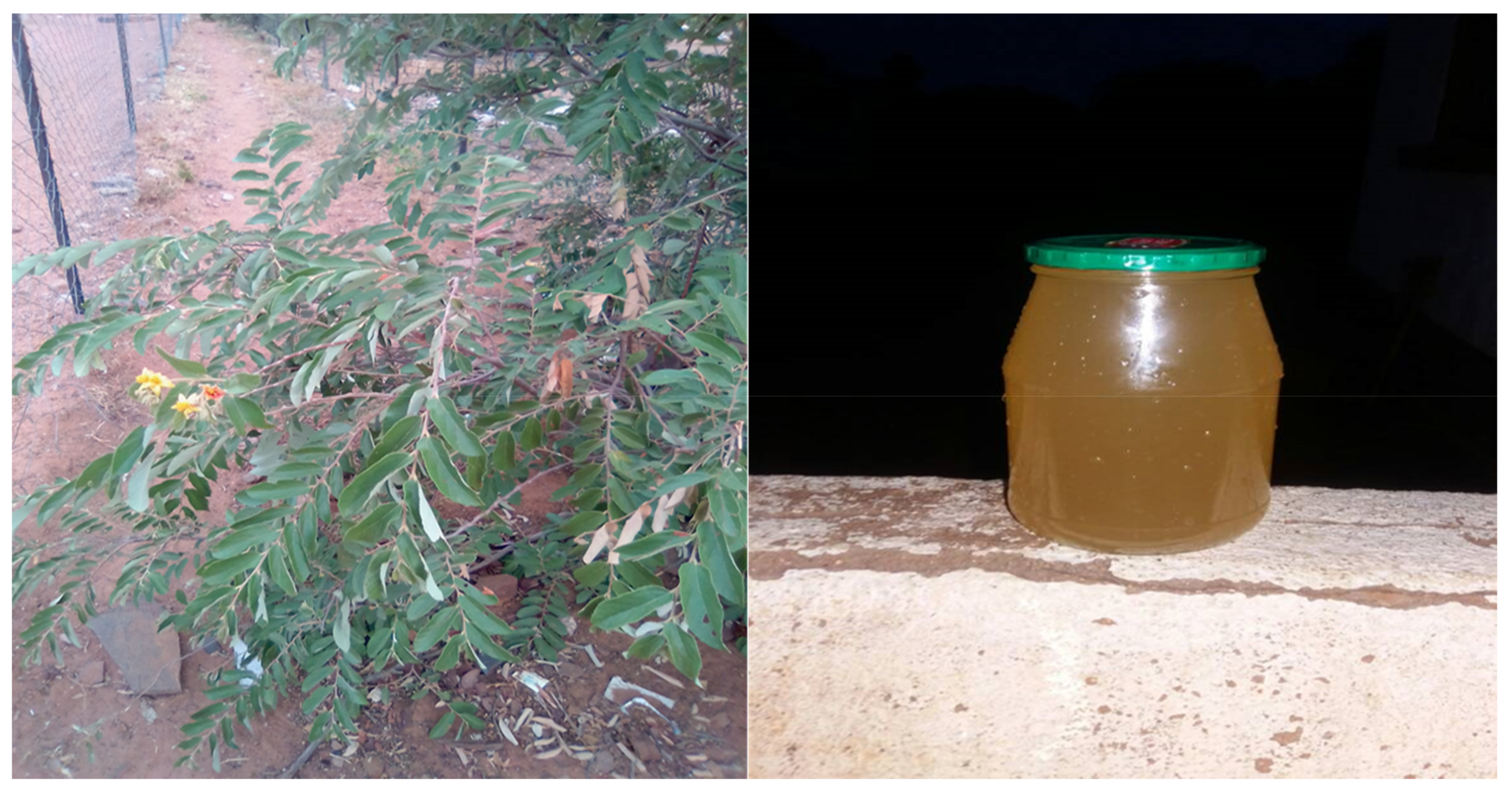 Beverages 04 00036 g003