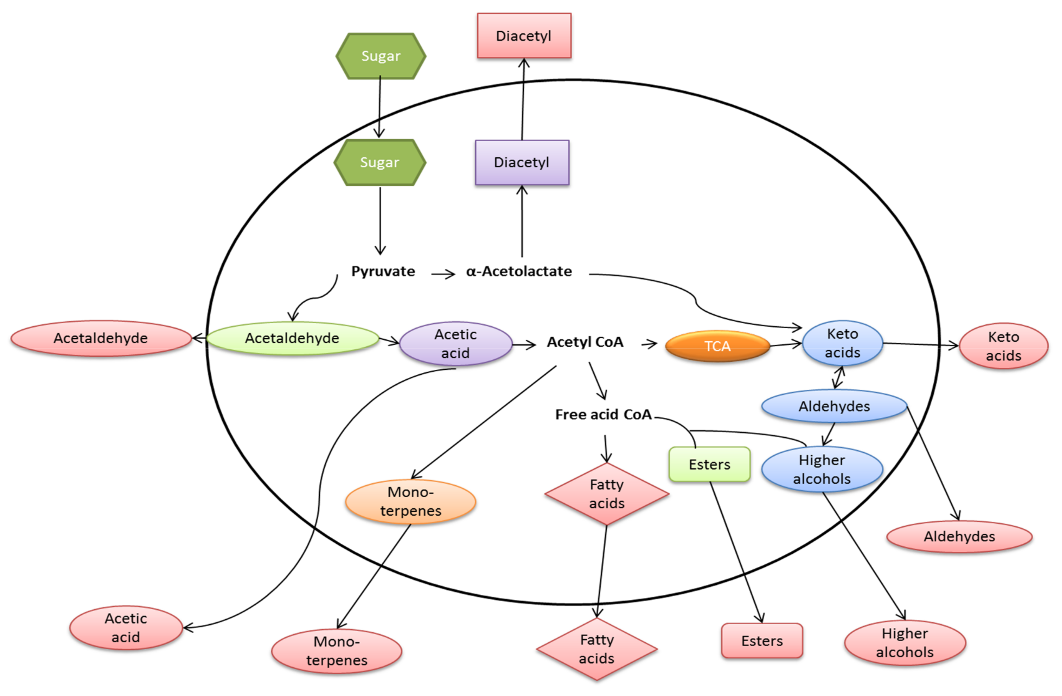 Beverages 04 00036 g006