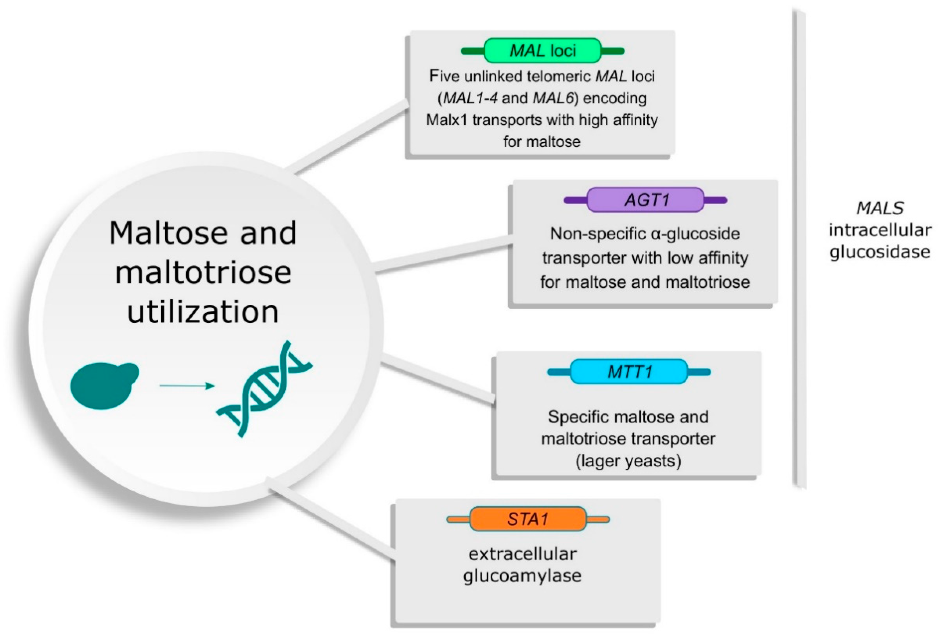 Beverages 06 00003 g004