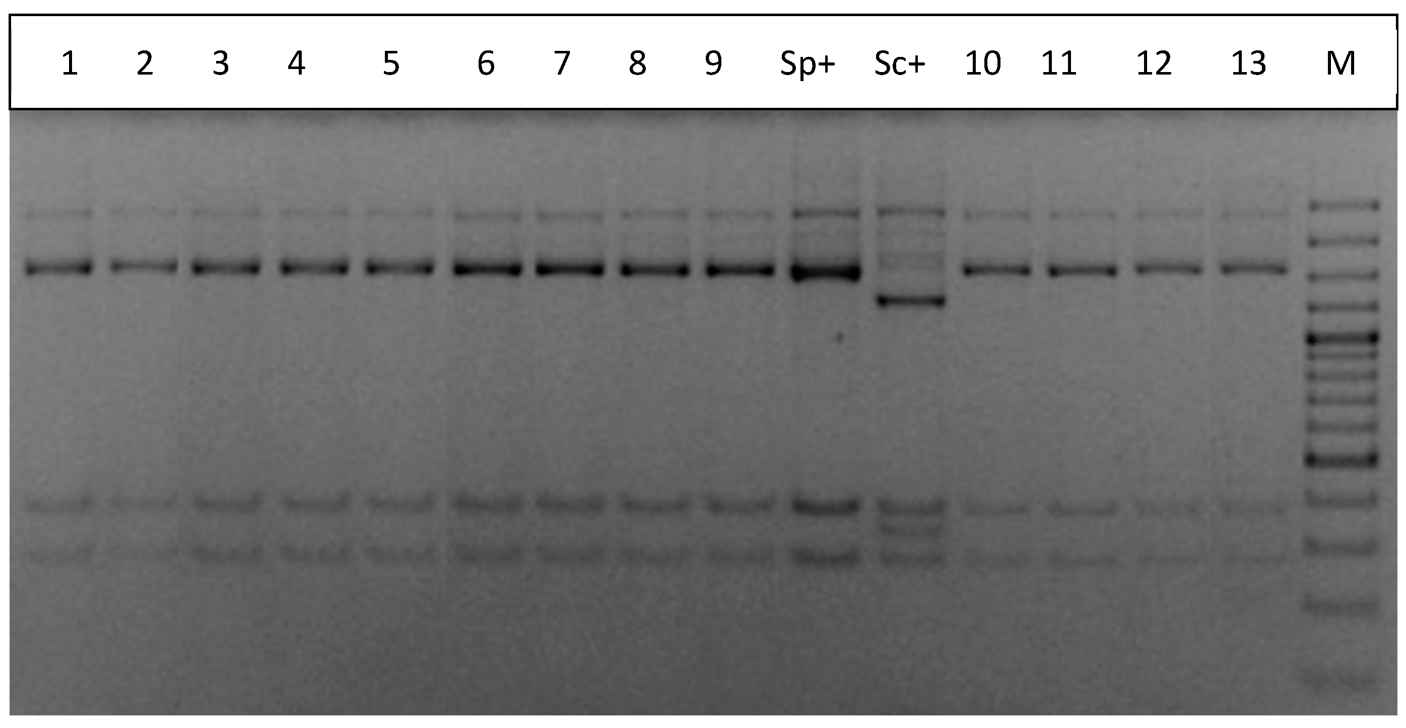Beverages 07 00030 g002 Beverages 07 00030 g002