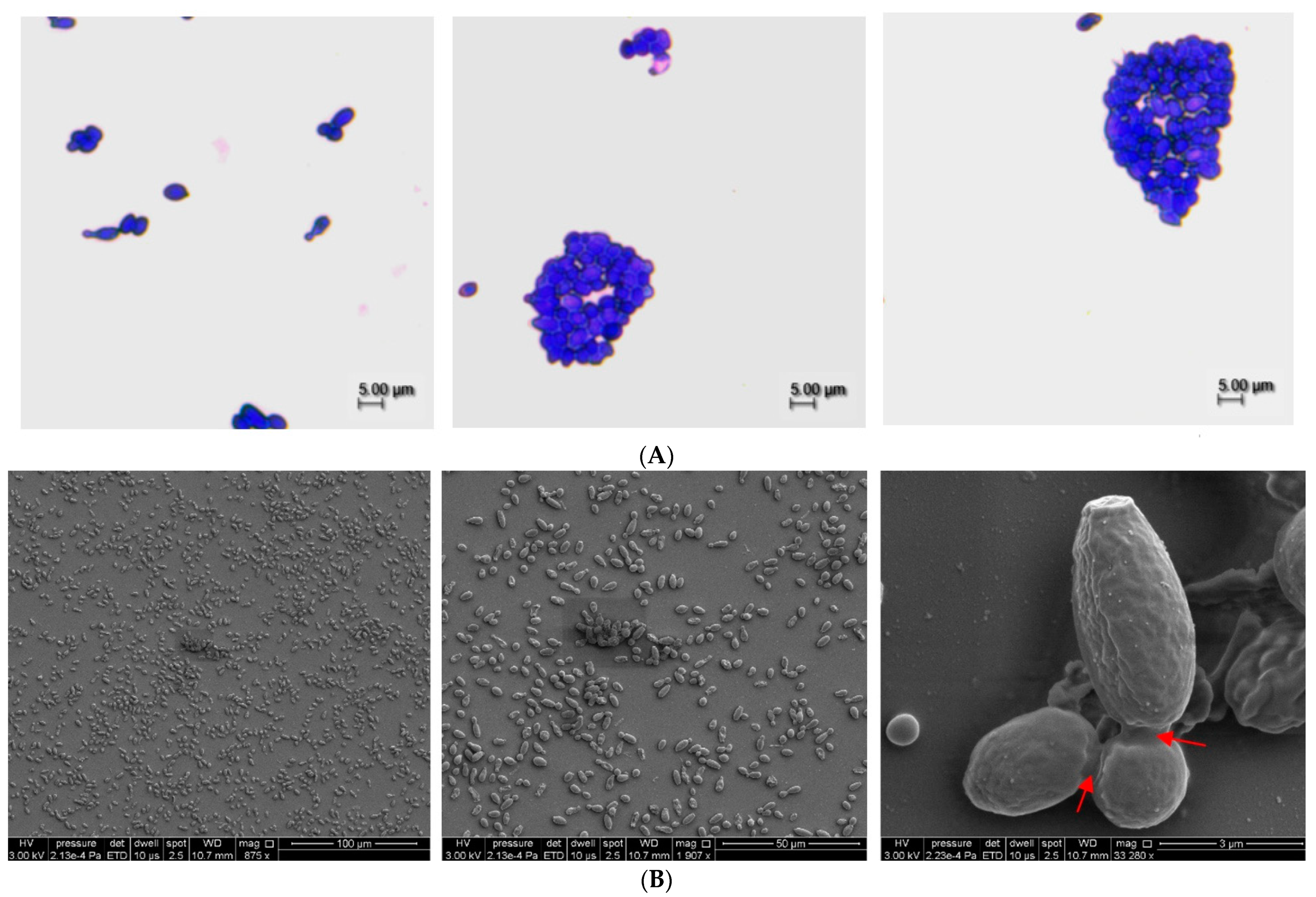 Beverages 08 00077 g004