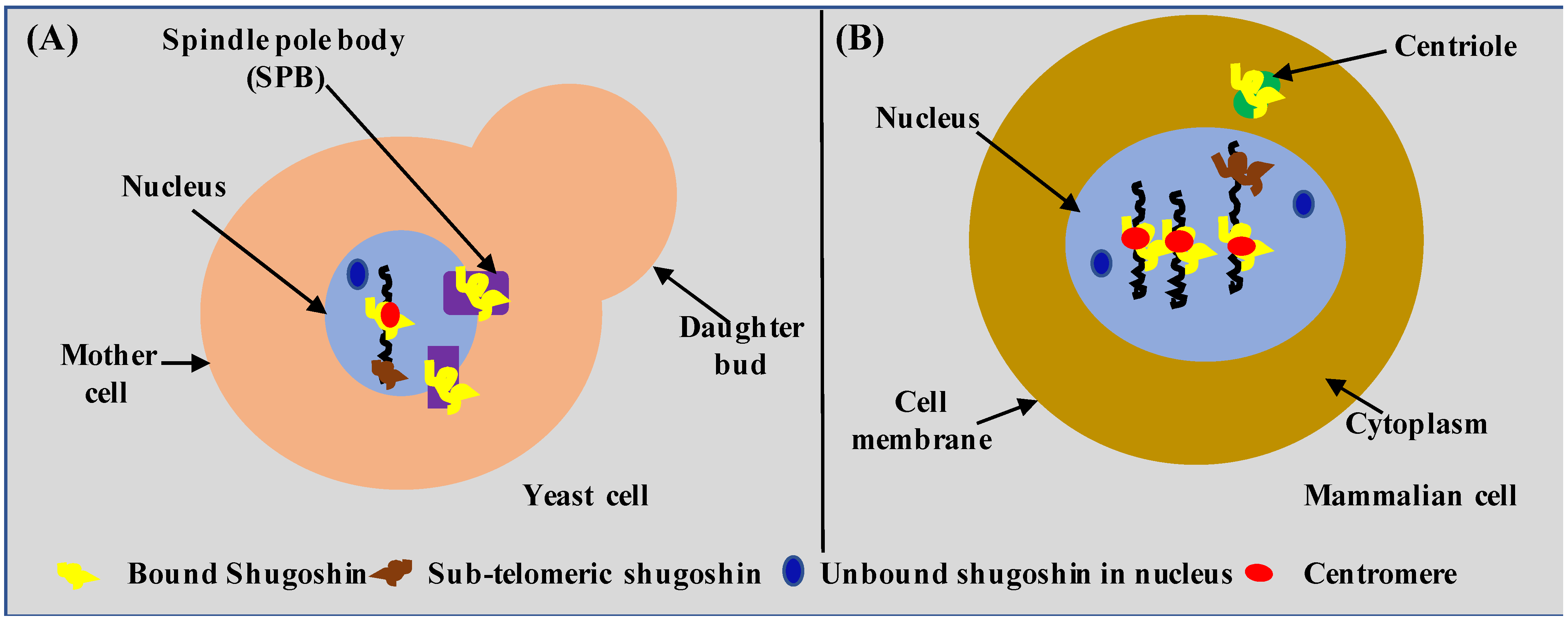 Biochem 01 00006 g001 Biochem 01 00006 g001