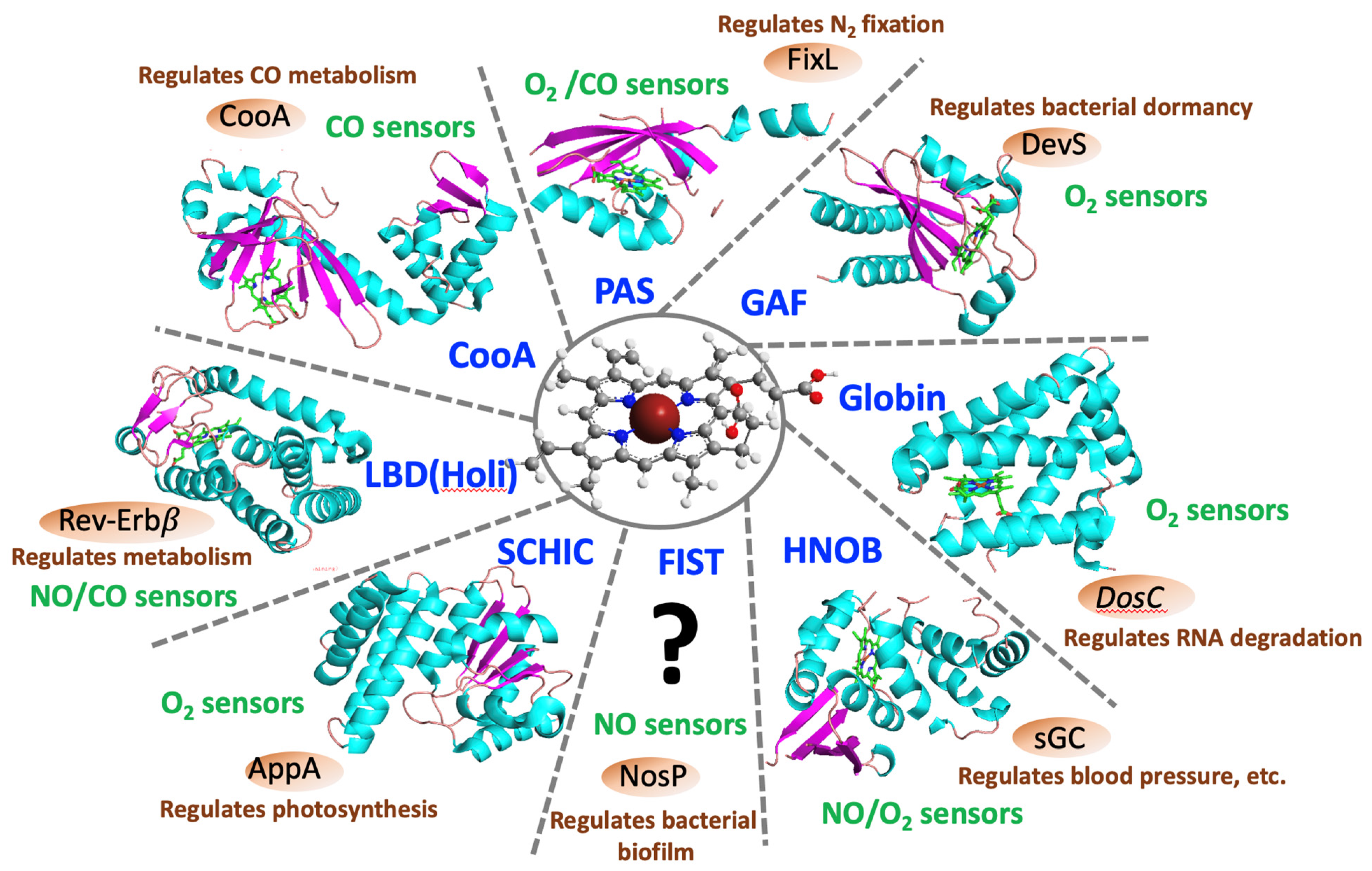 Biochem 02 00004 g002