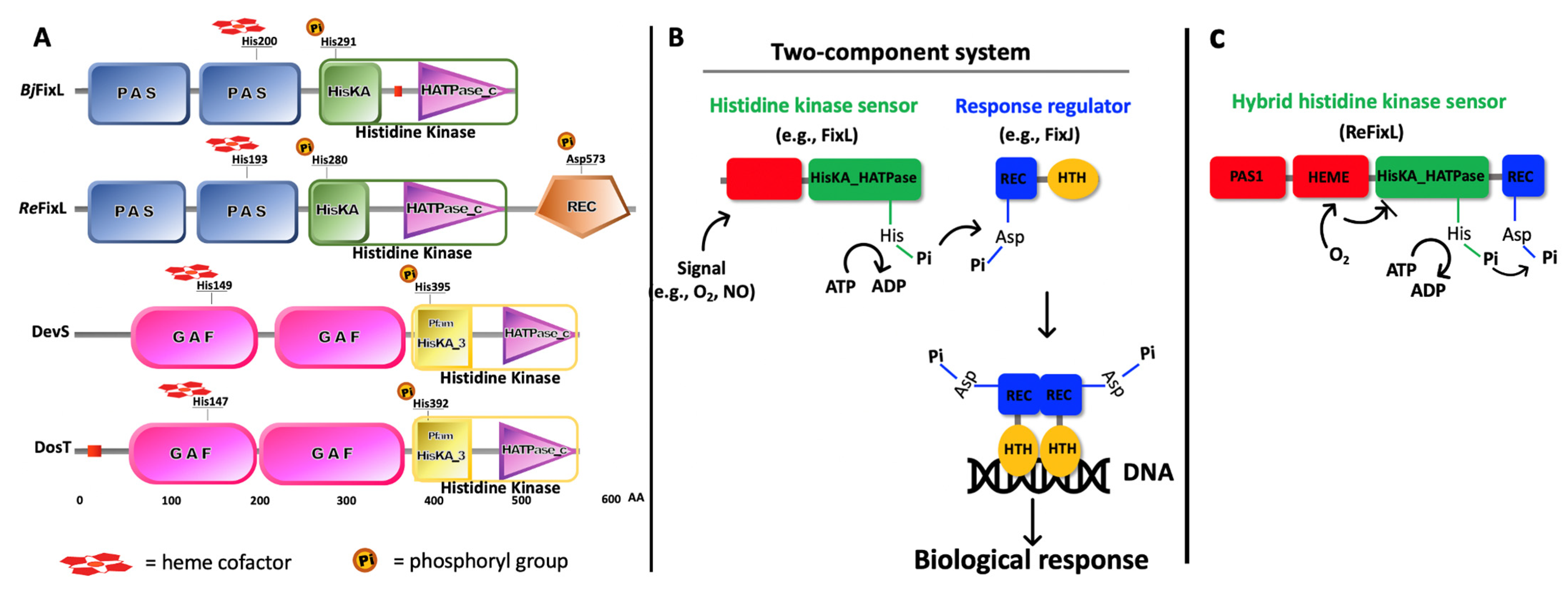 Biochem 02 00004 g003