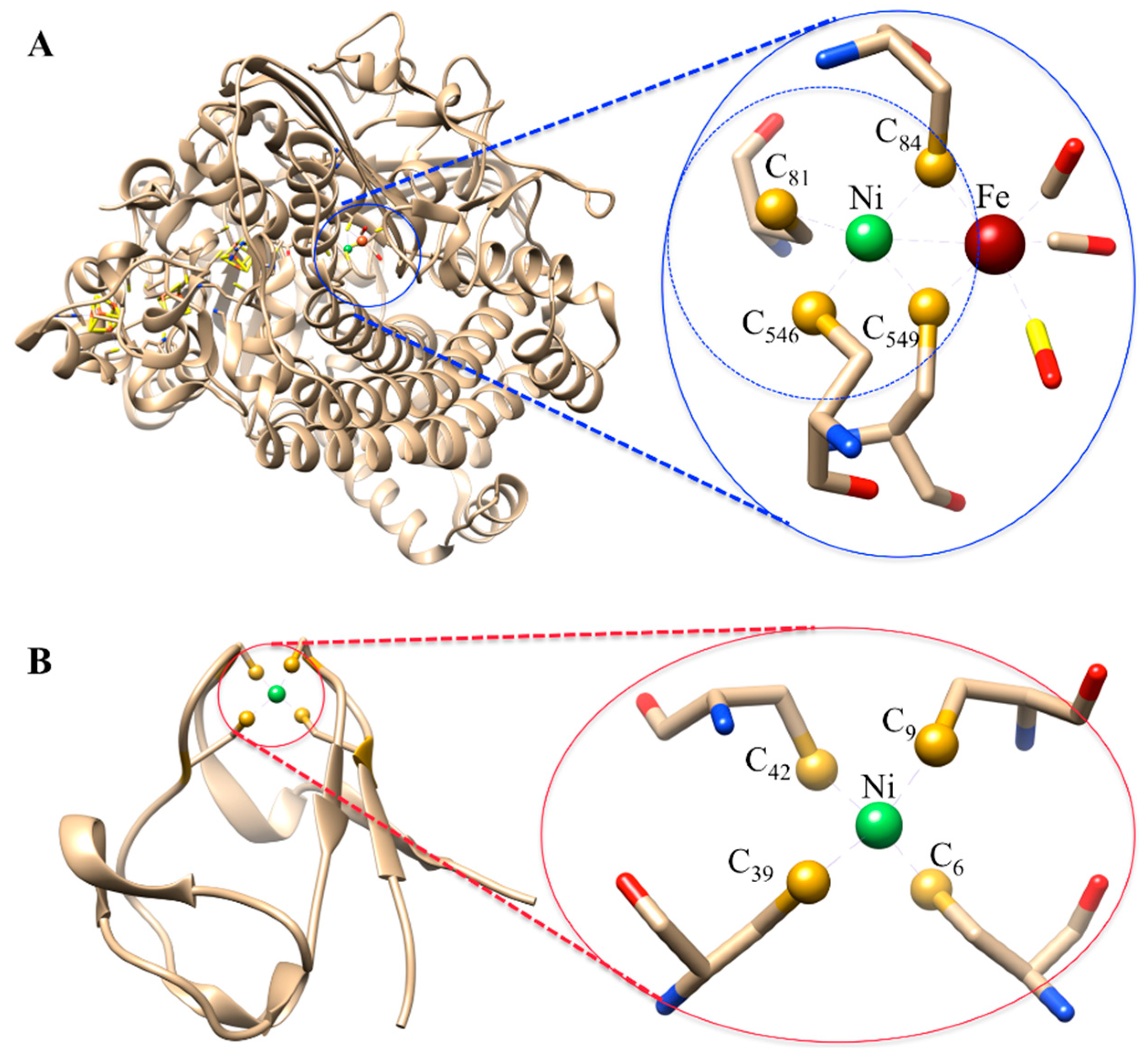 Biochem 02 00013 g002 Biochem 02 00013 g002