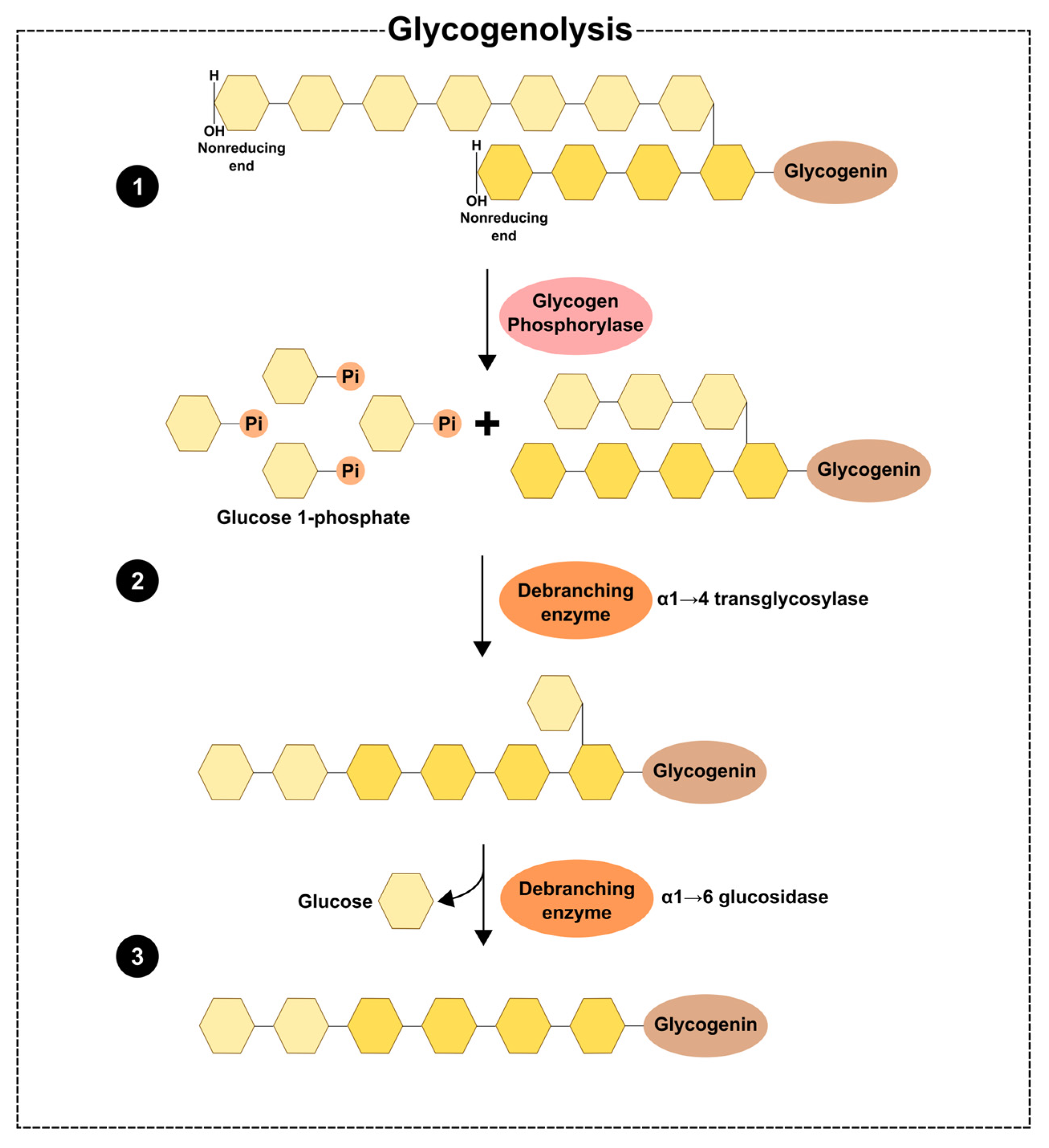 Biochem 02 00014 g002