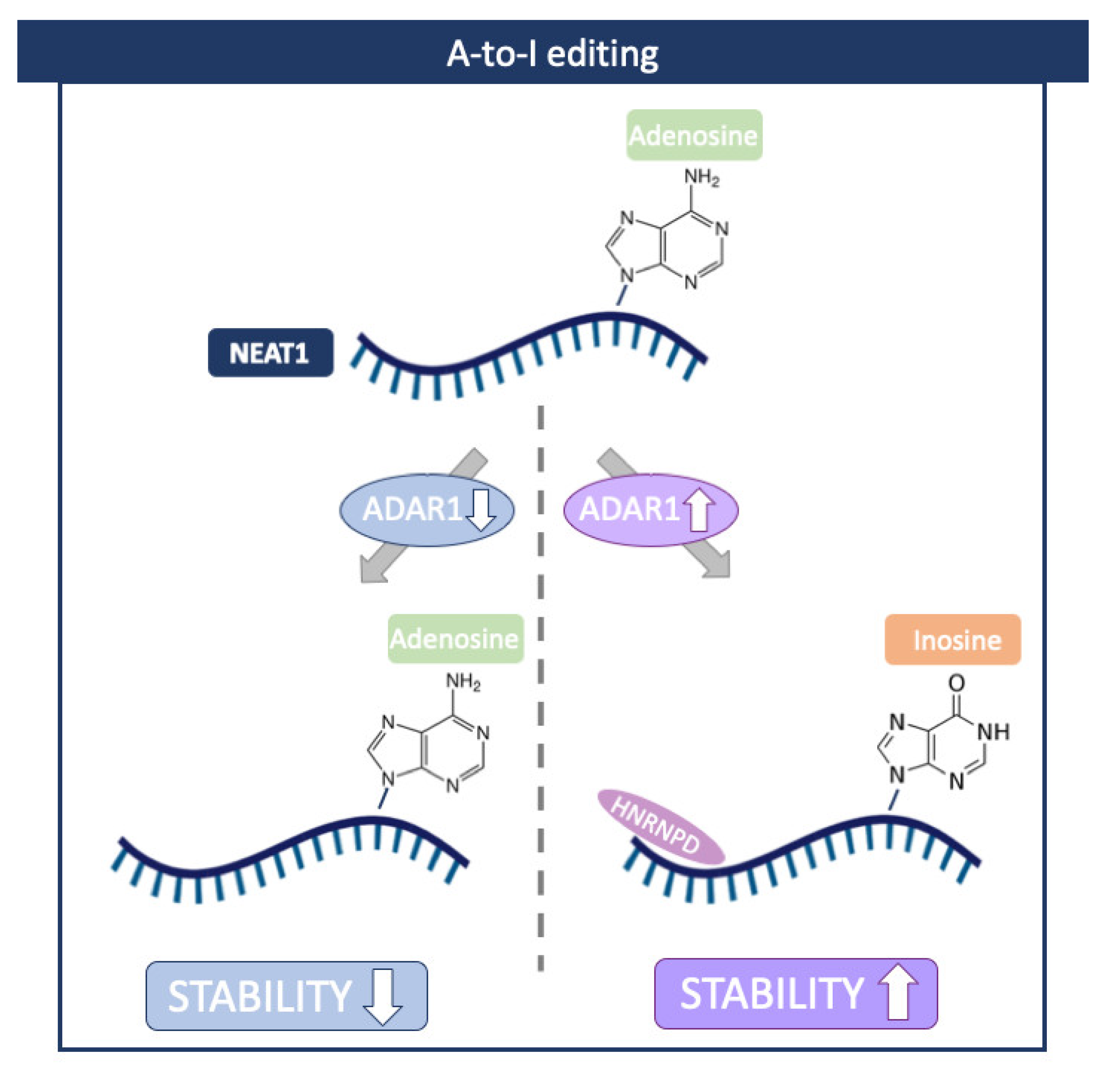Biochem 02 00017 g005