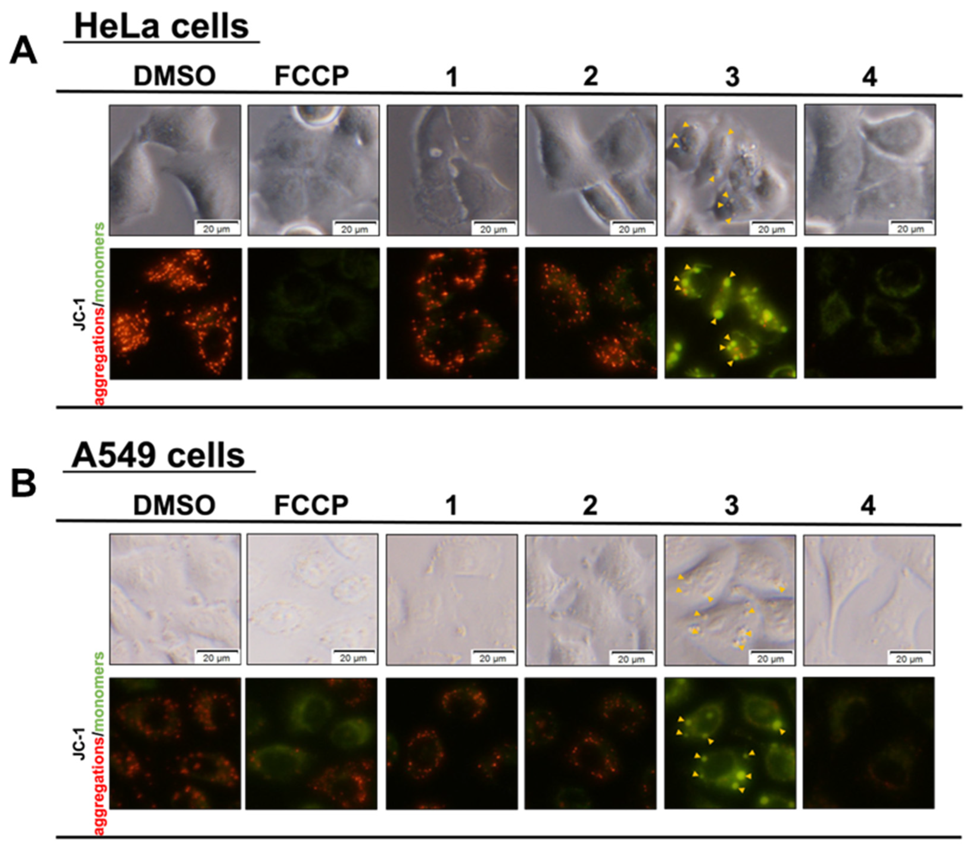 Biochem 03 00005 g005