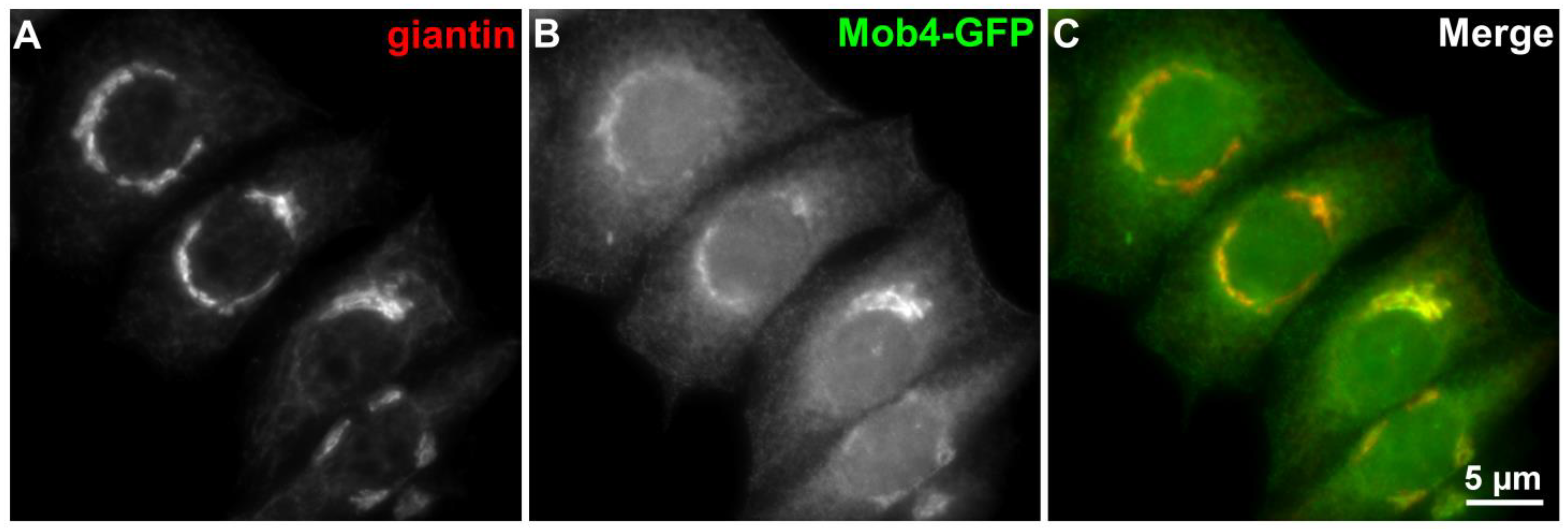 Biochem 03 00013 g004