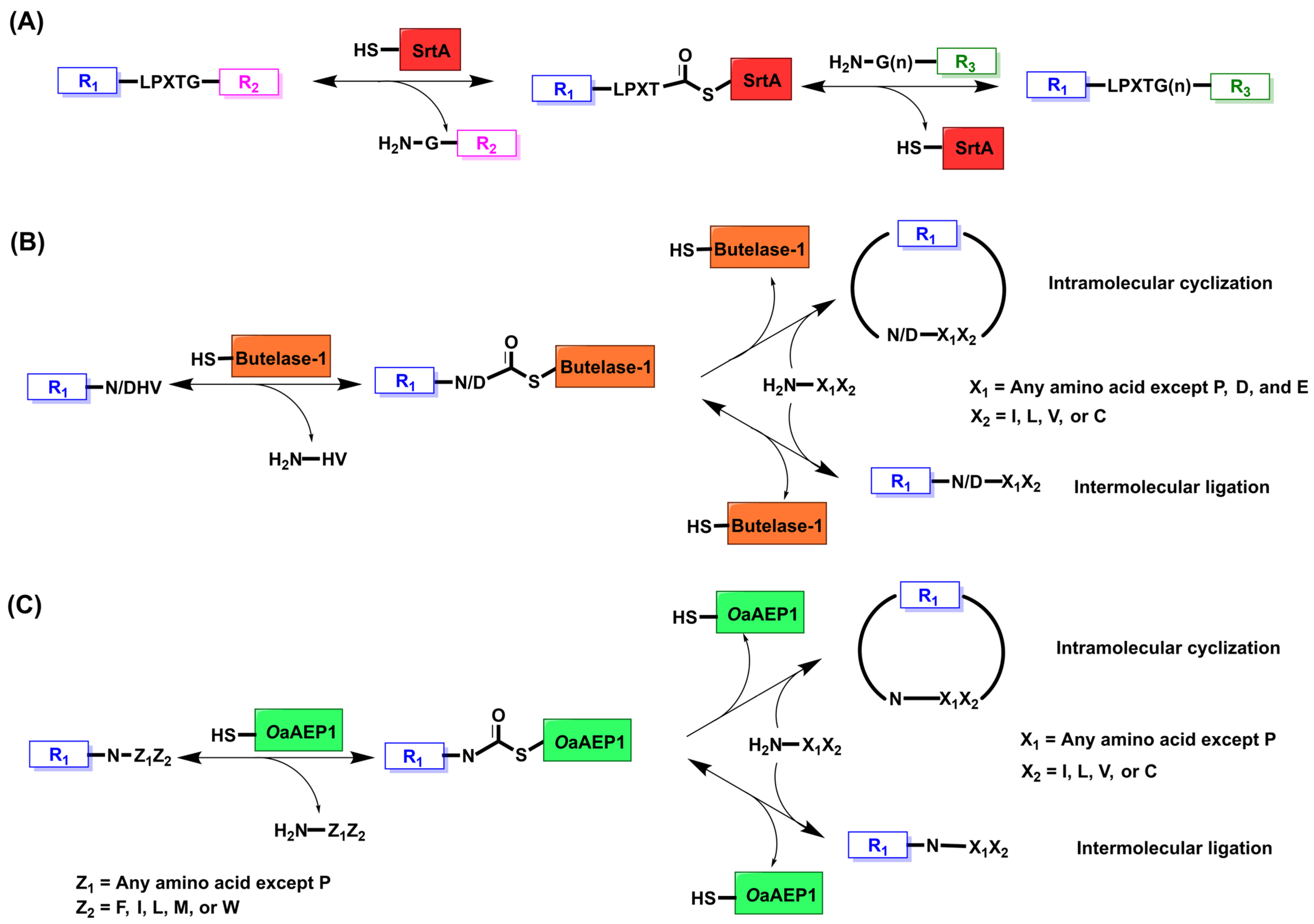 Biochem 05 00011 g001
