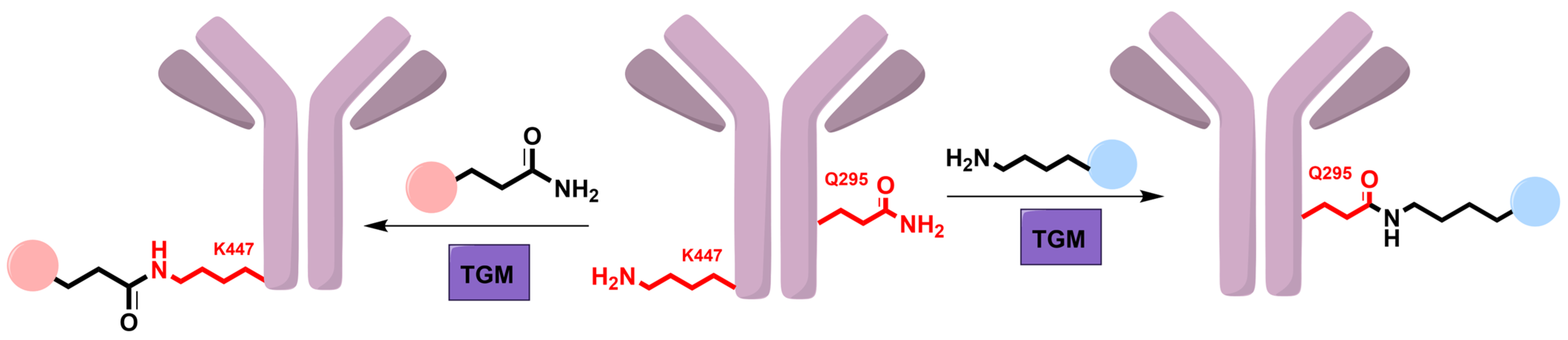 Biochem 05 00011 g004