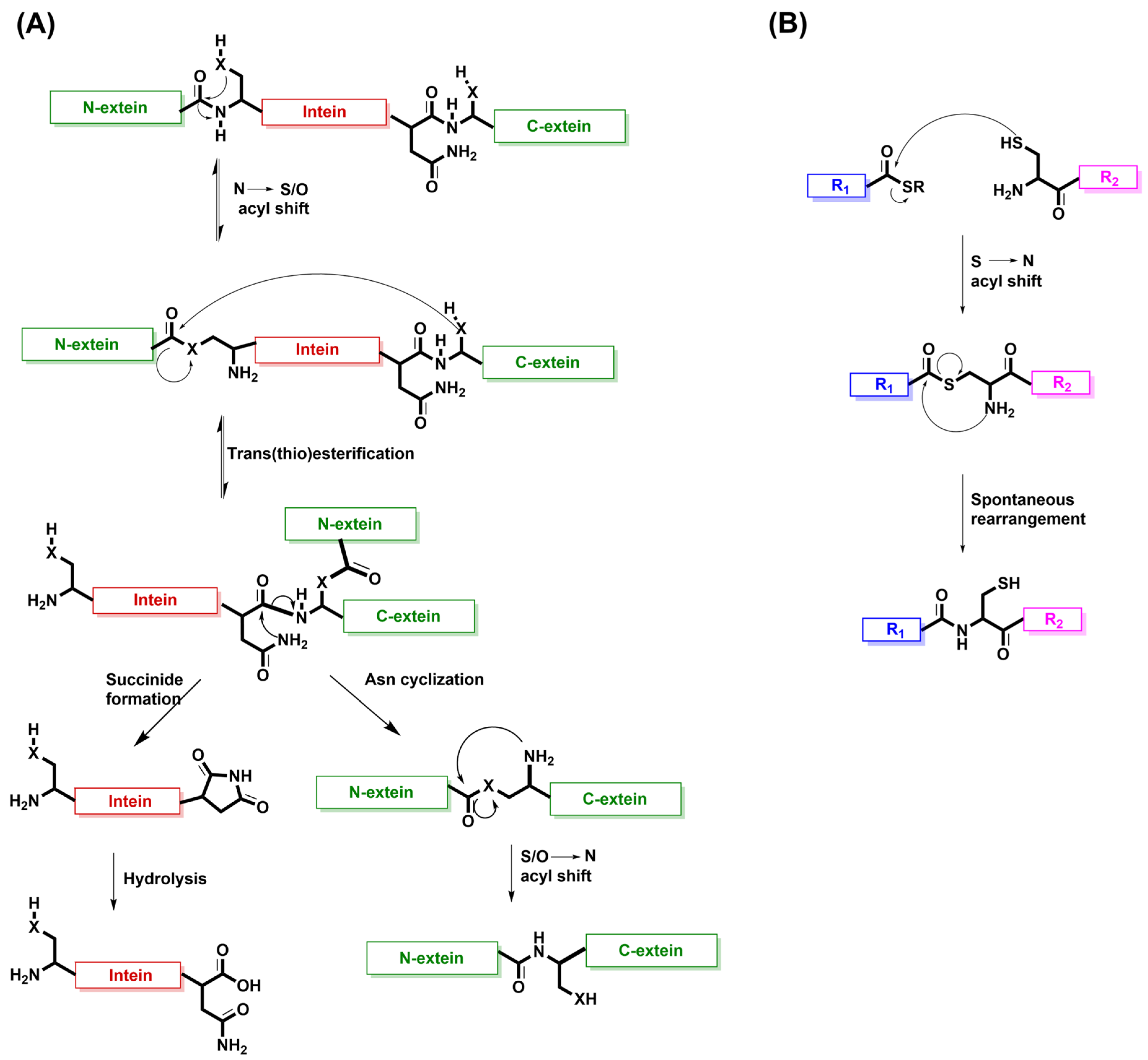 Biochem 05 00011 g005