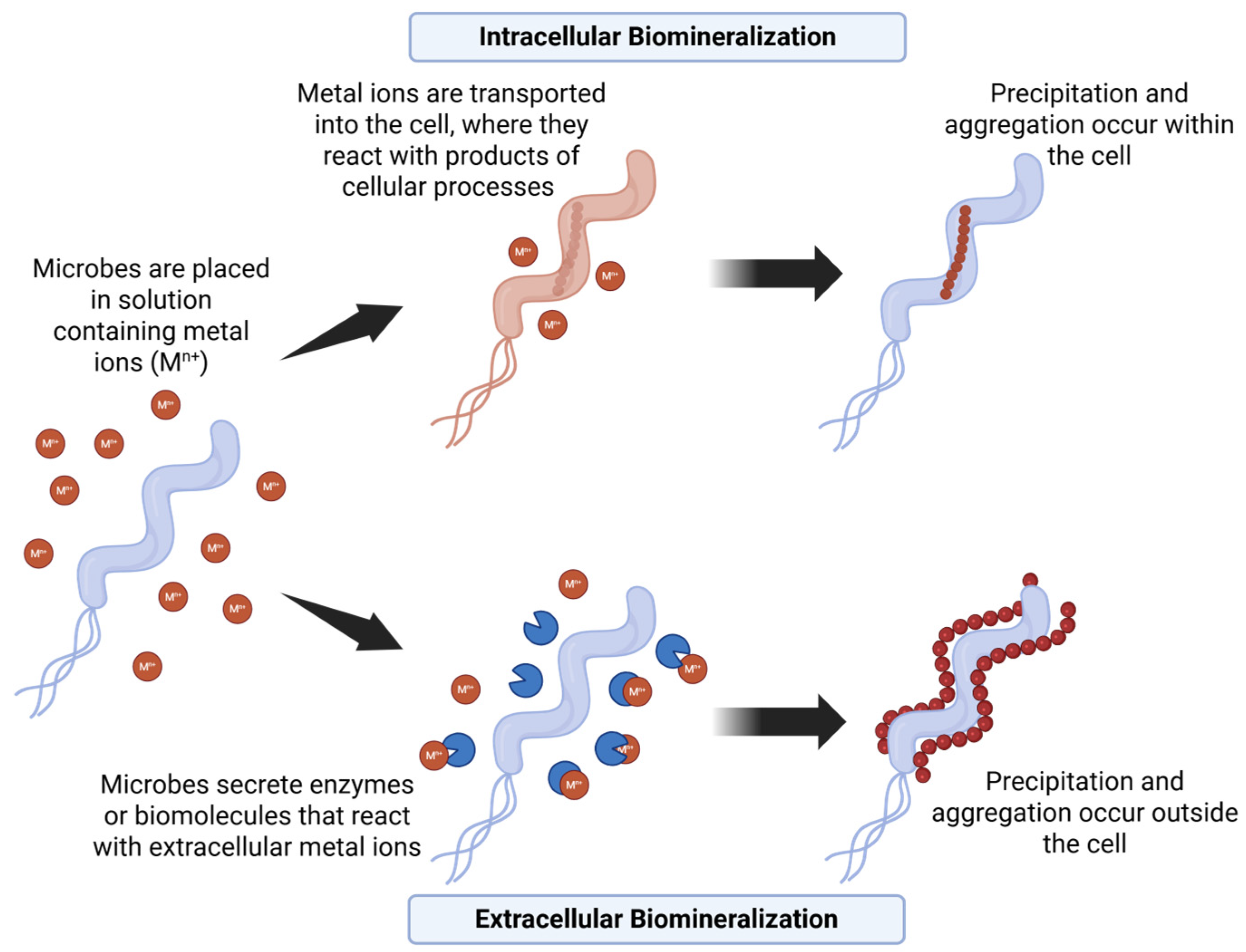 Biochem 05 00012 g001