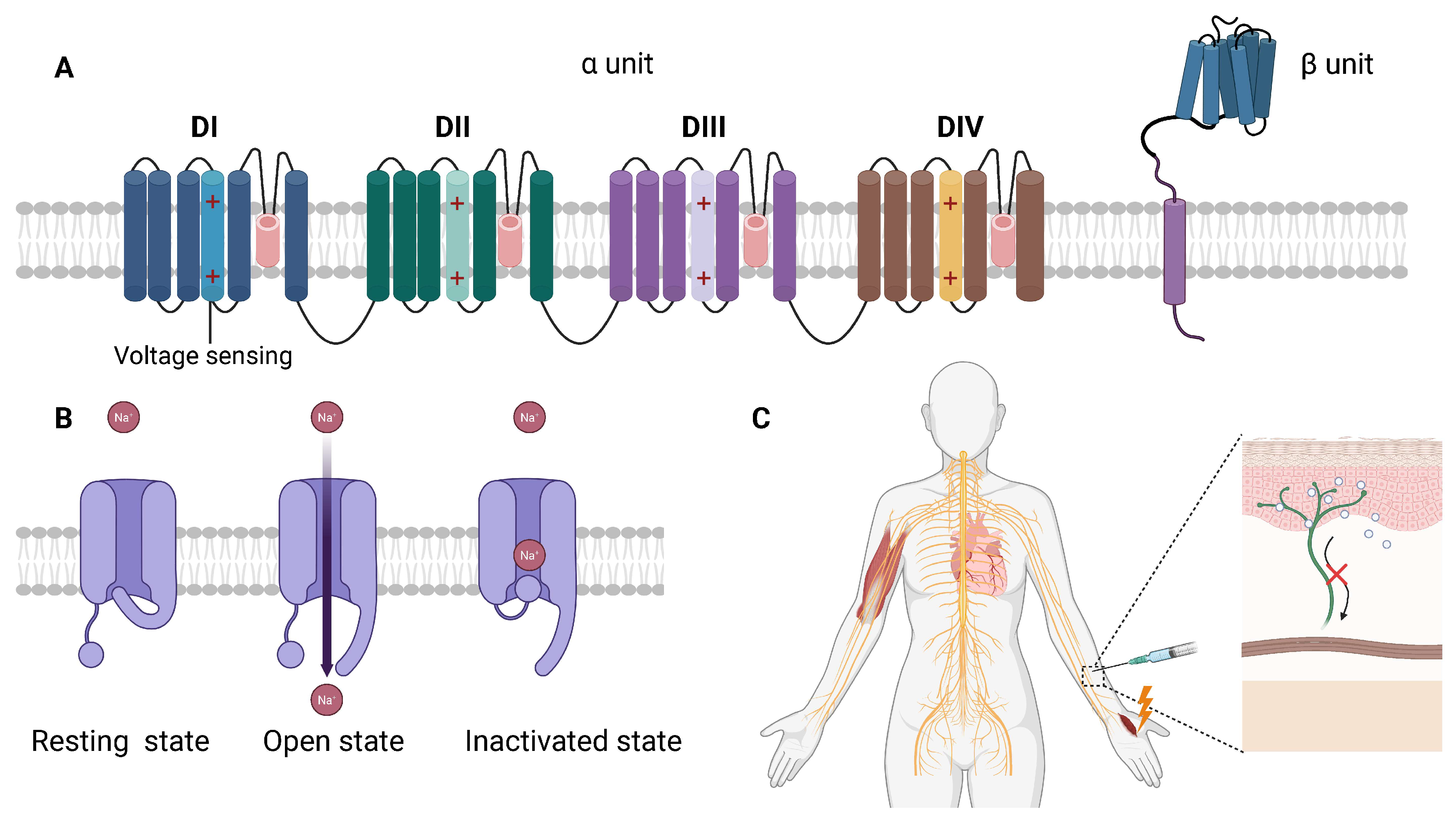 Biochem 05 00018 g005