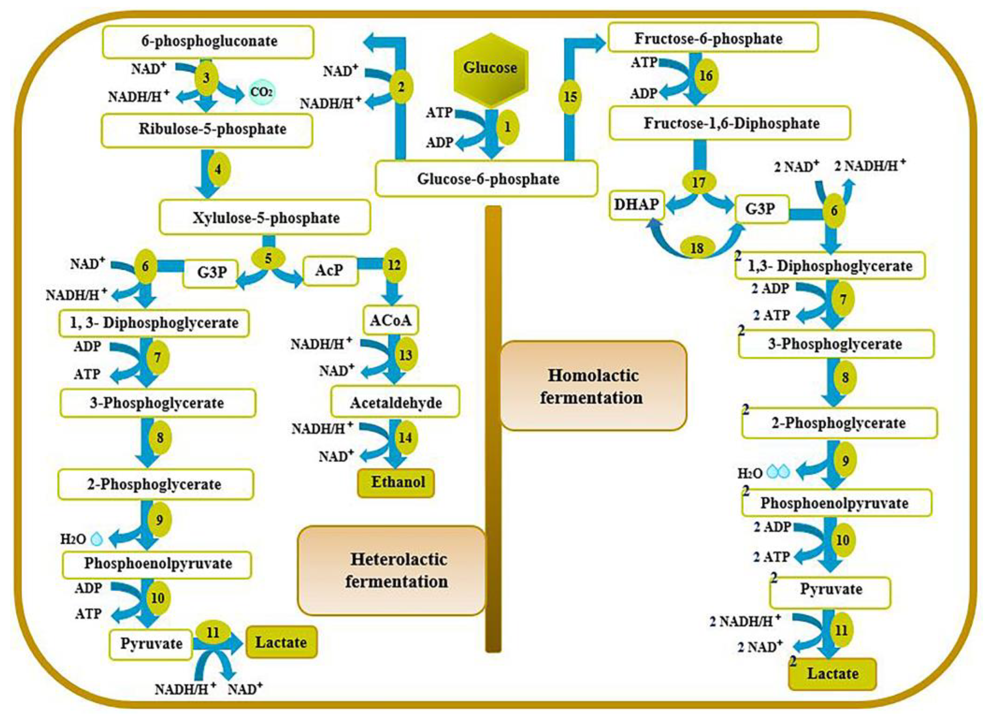 Biochem 06 00003 g001 Biochem 06 00003 g001