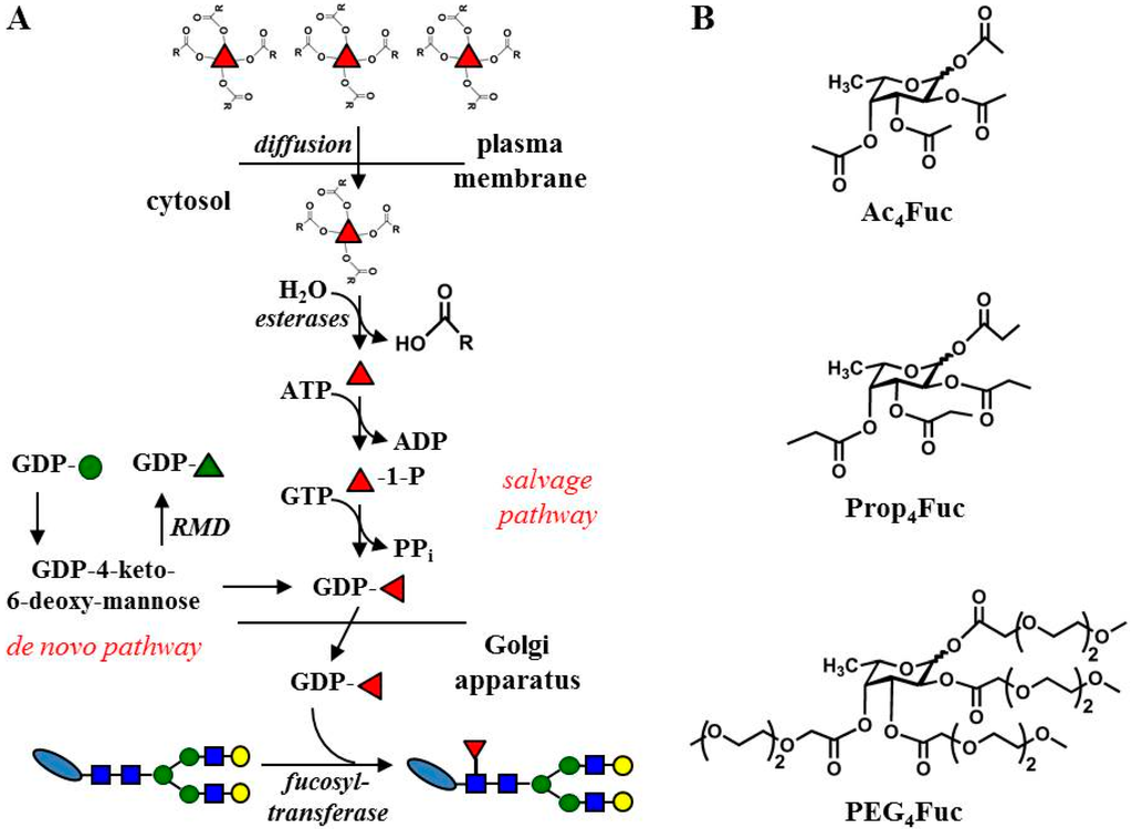 Bioengineering 02 00213 g001 1024