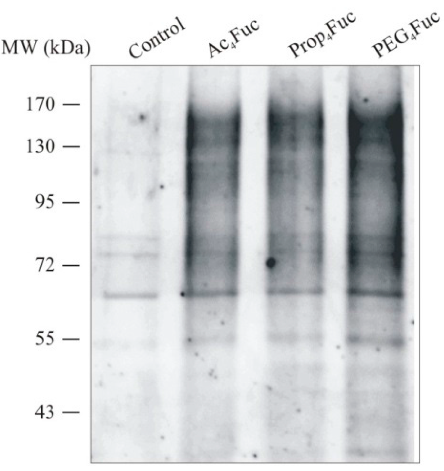 Bioengineering 02 00213 g003