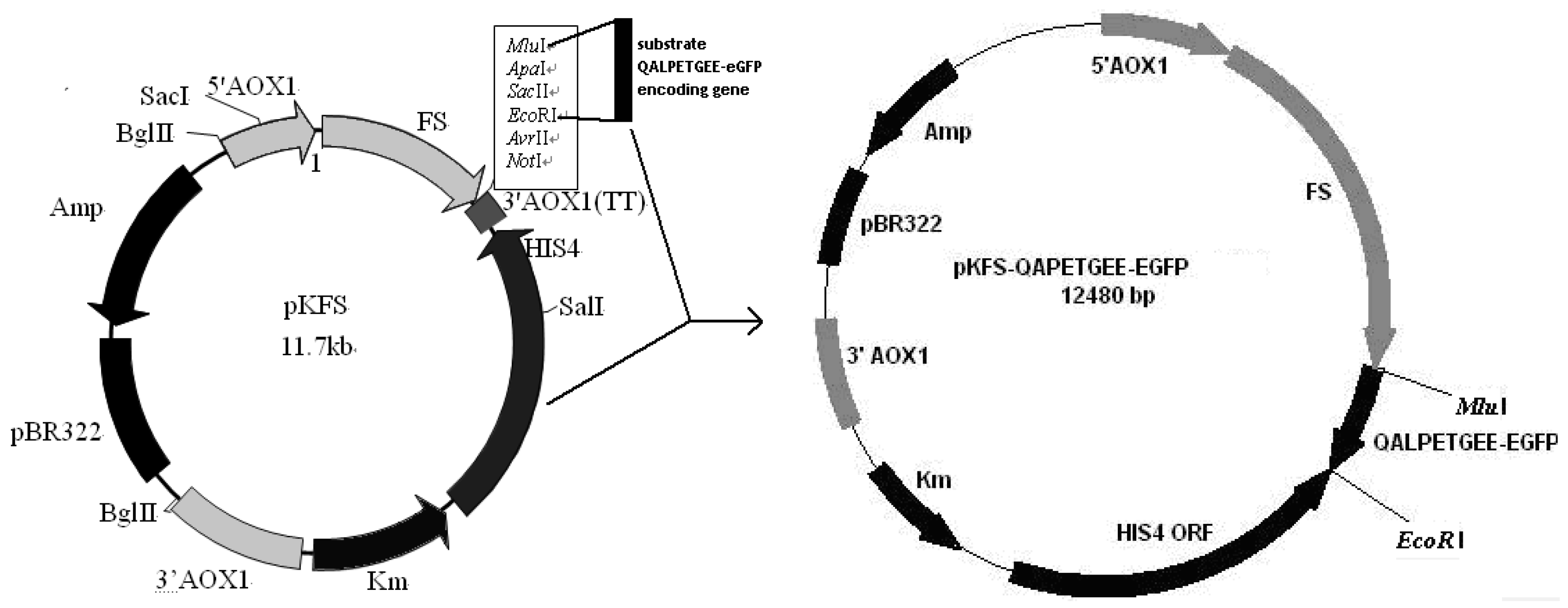 Bioengineering 04 00006 g001