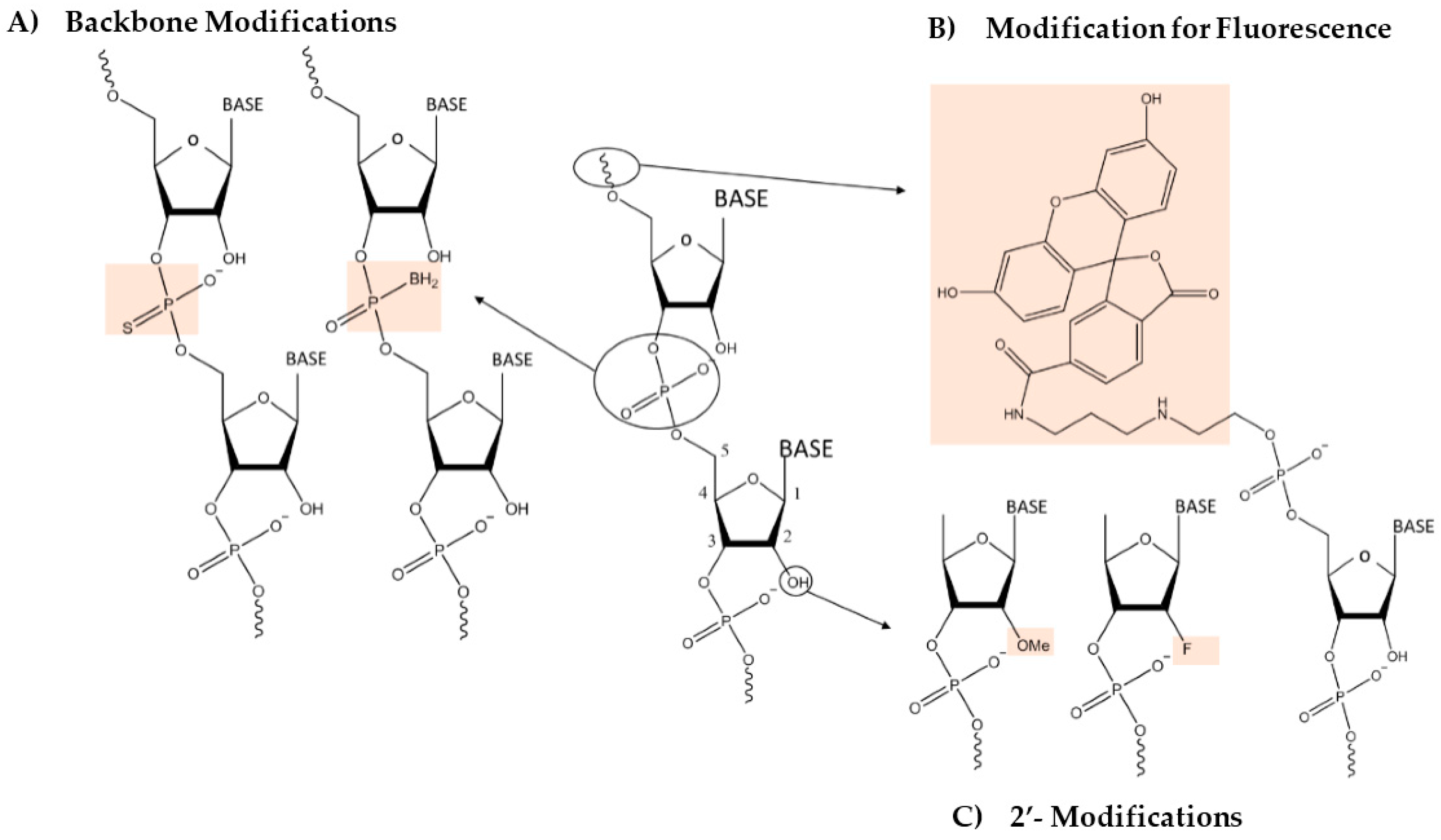 Bioengineering 04 00013 g002